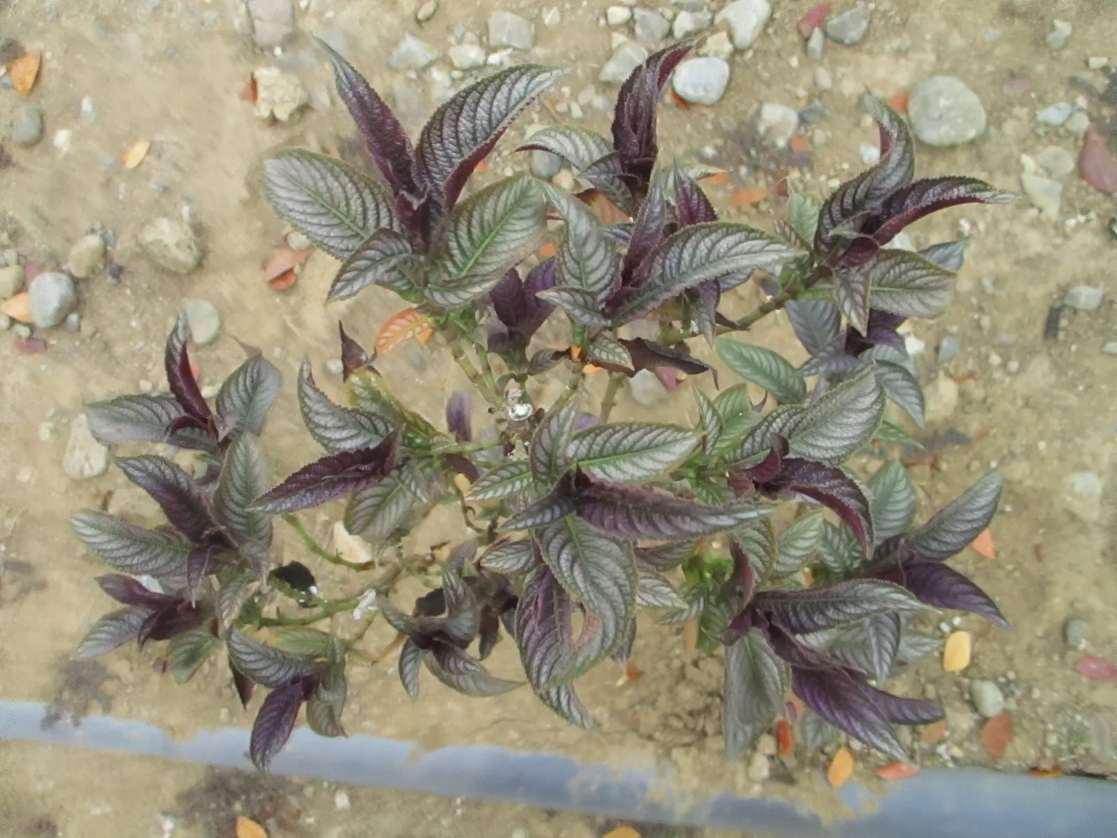 Persian Shield (Strobilanthes dyeriana)
