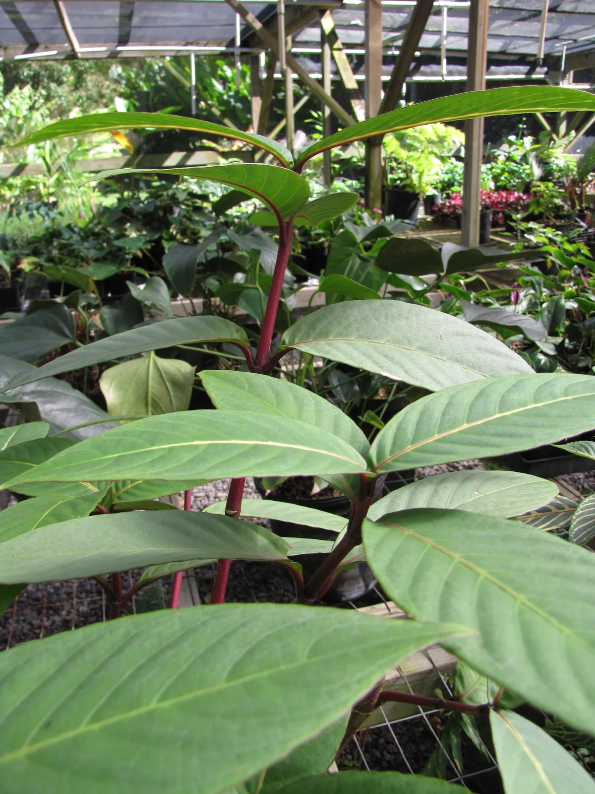 Sanchezia (Sanchezia speciosa)