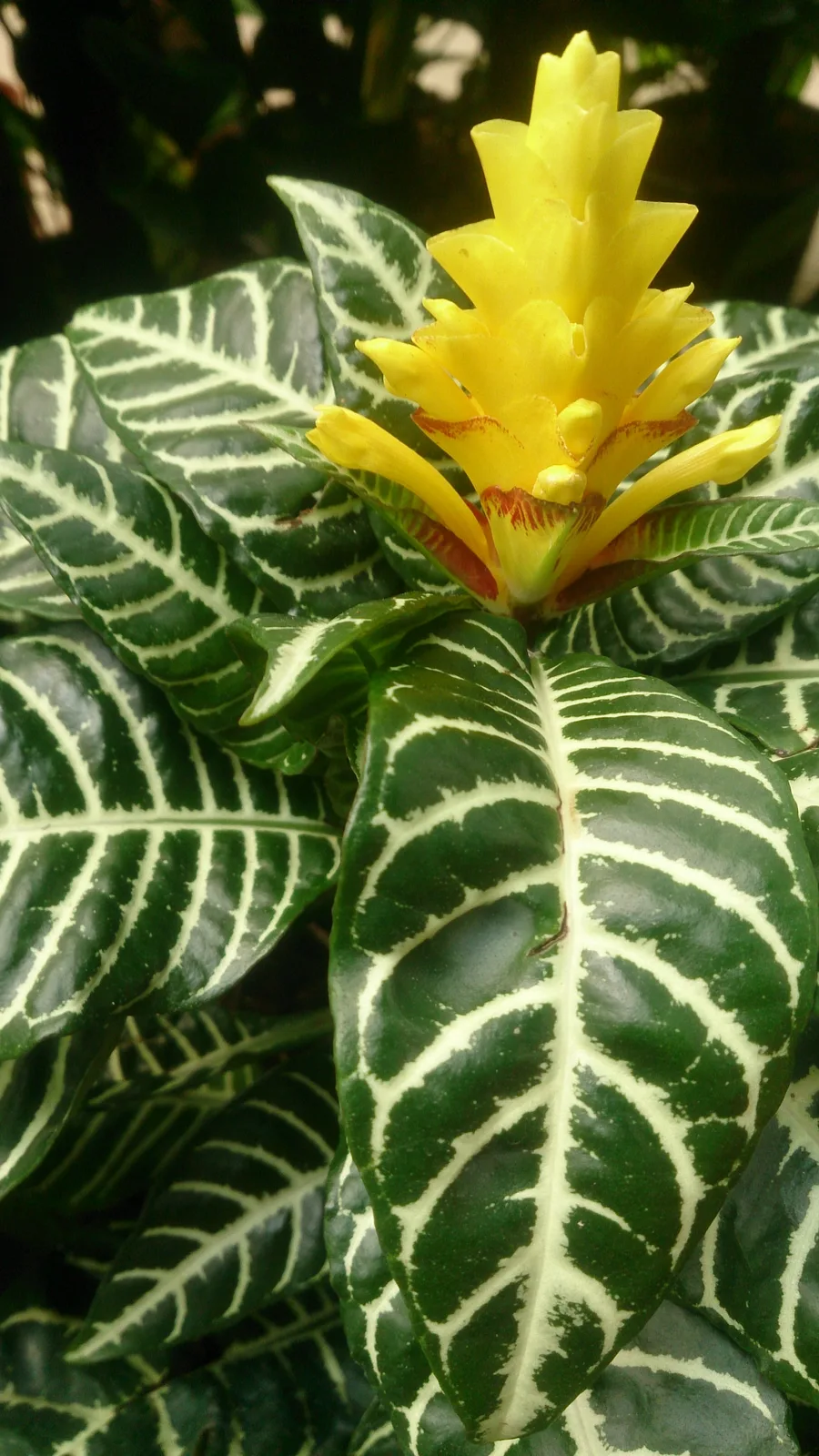 Zebra Plant