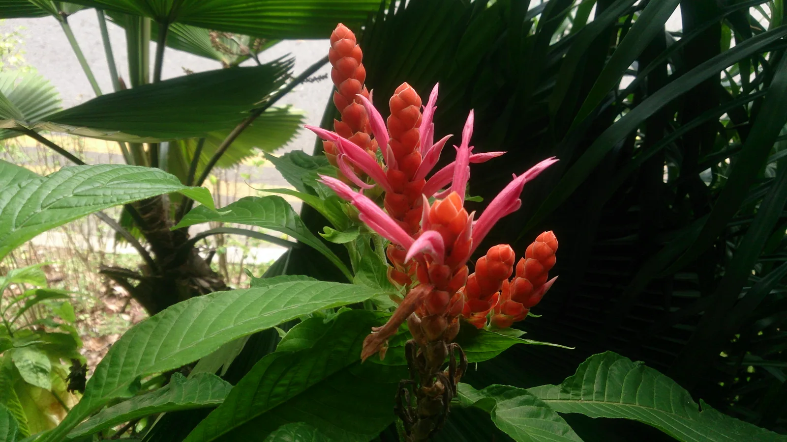 Coral Aphelandra (Aphelandra sinclairiana)