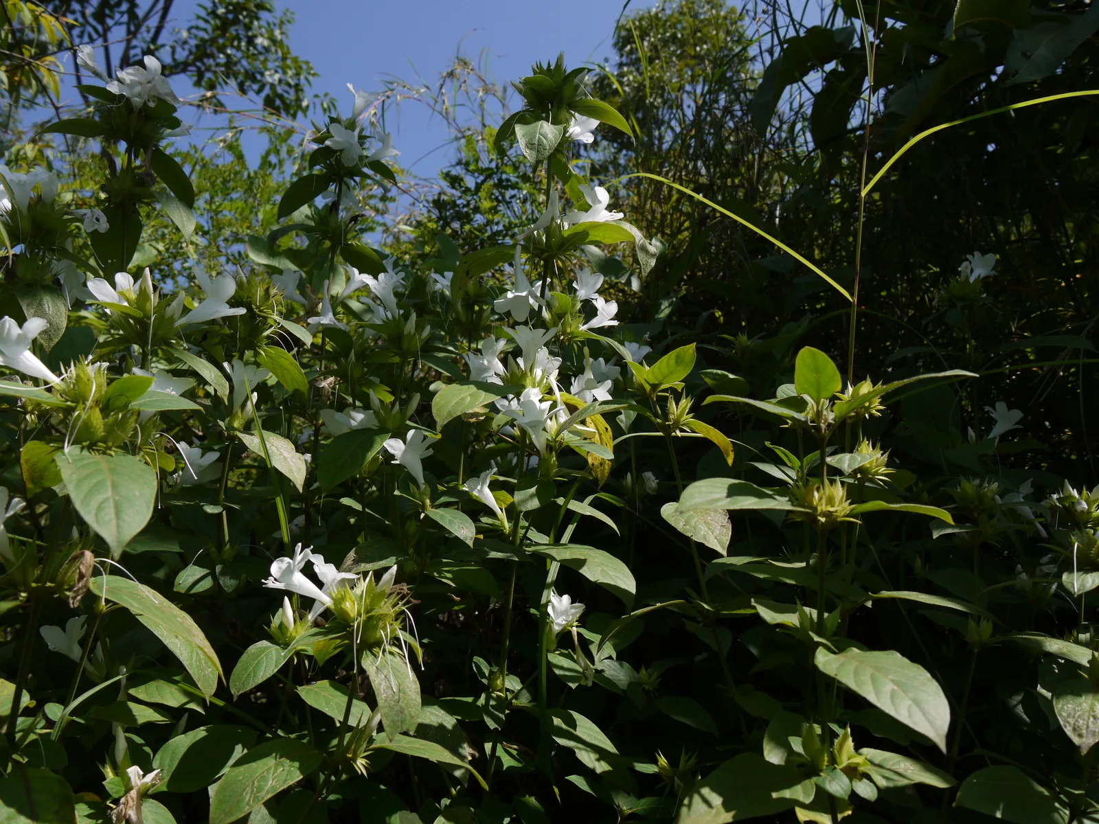 Philippine Violet (Barleria cristata)