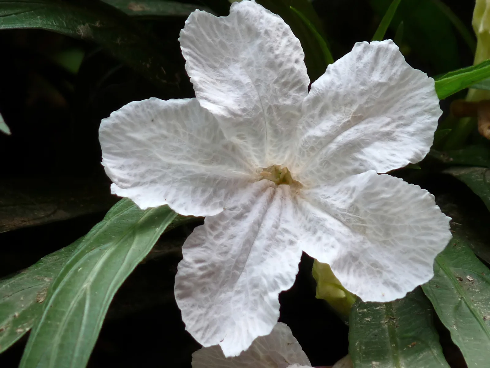 Mexican Petunia (Ruellia simplex)