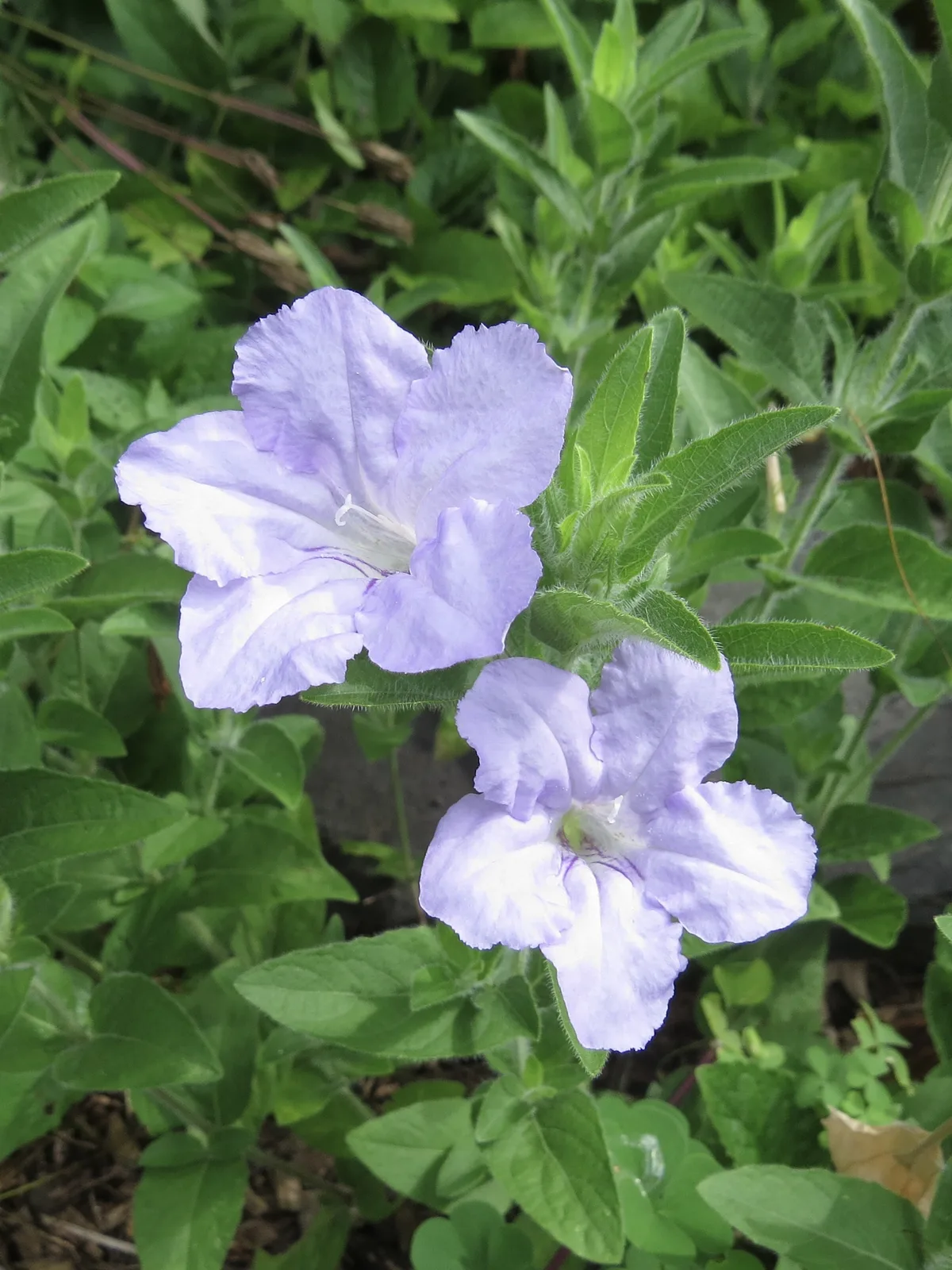 Wild Petunia (Ruellia humilis)