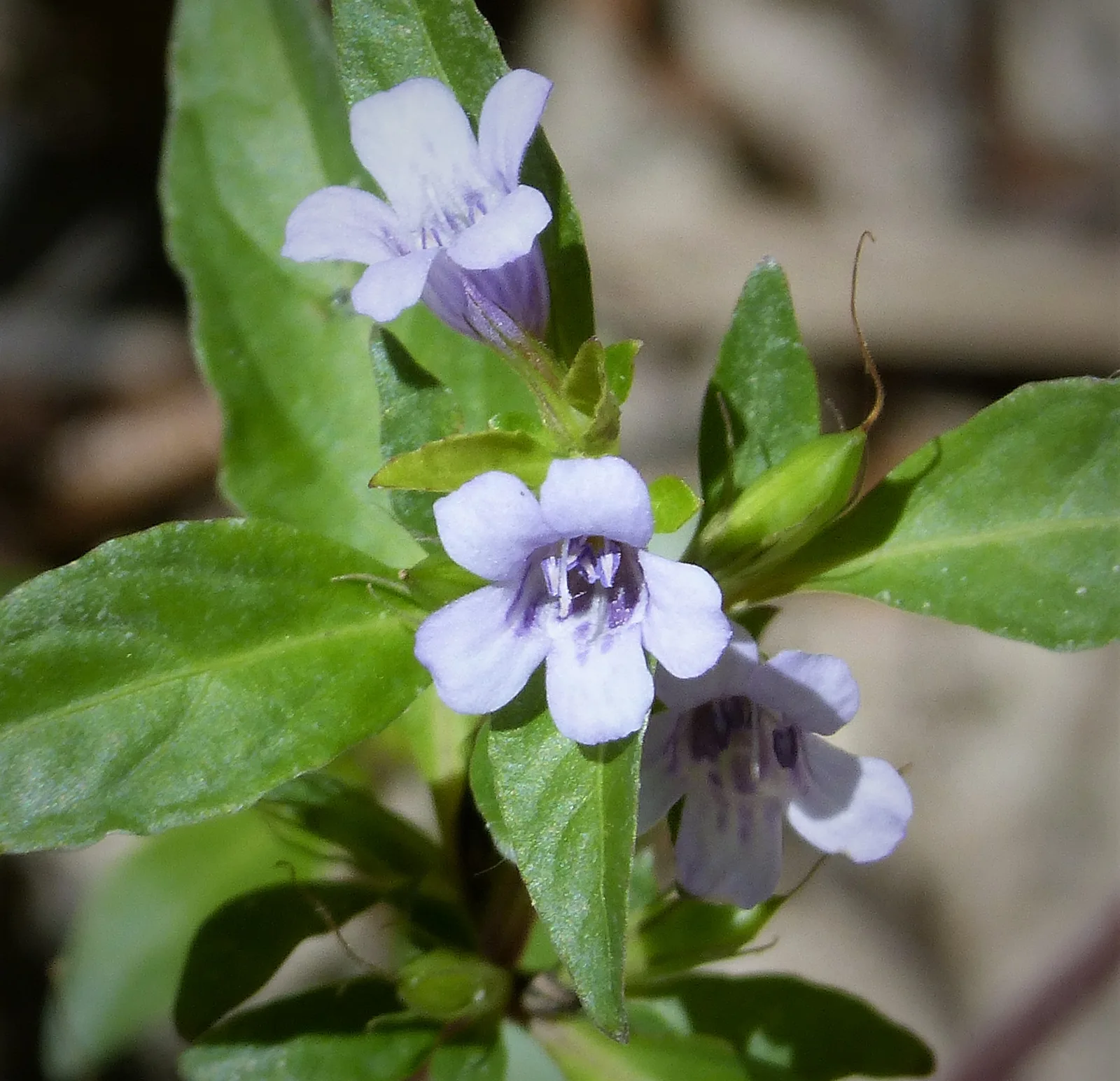 Carolina Wild Petunia (Ruellia caroliniensis)