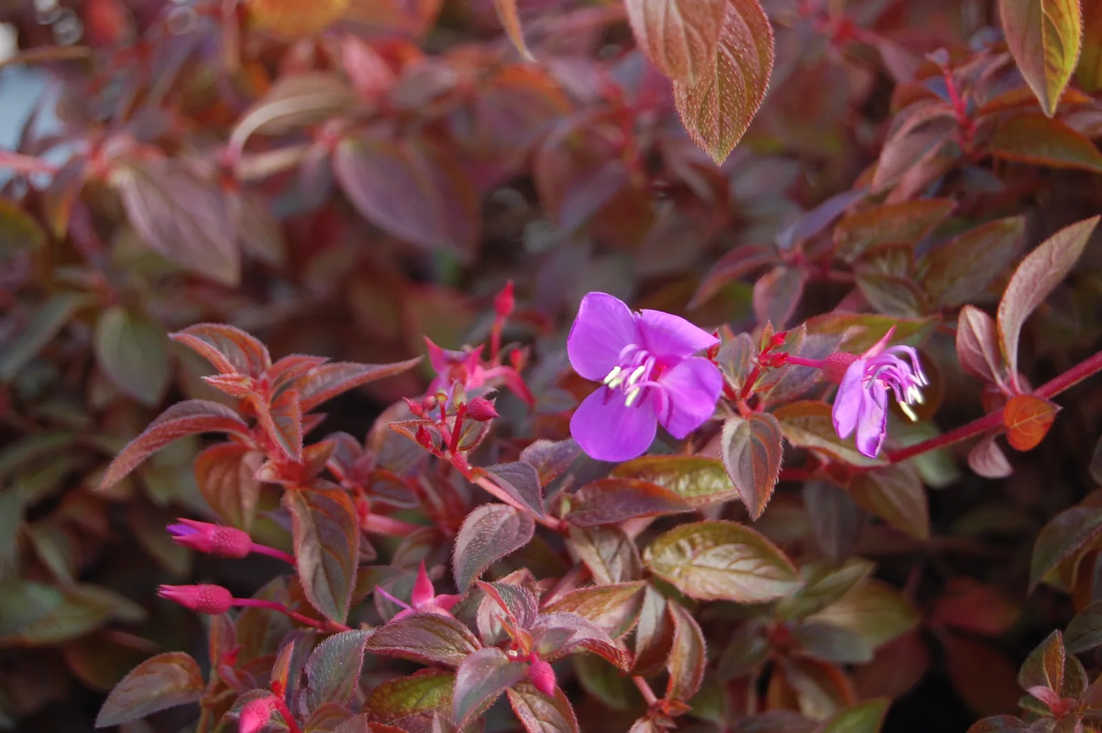 Centradenia (Centradenia floribunda)