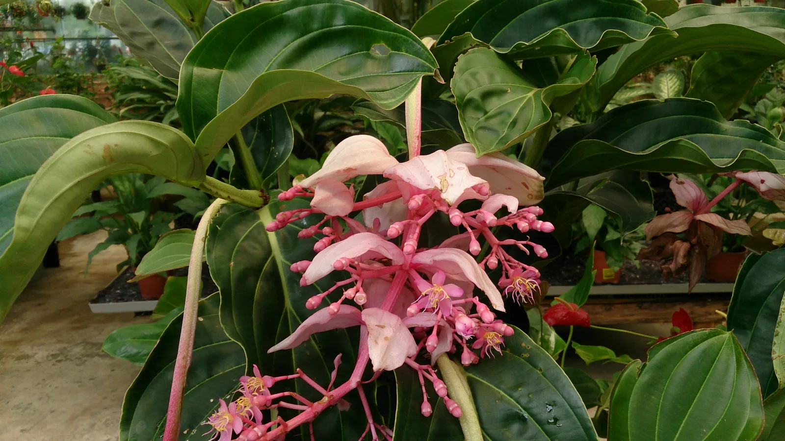 Rose Grape Medinilla (Medinilla magnifica)
