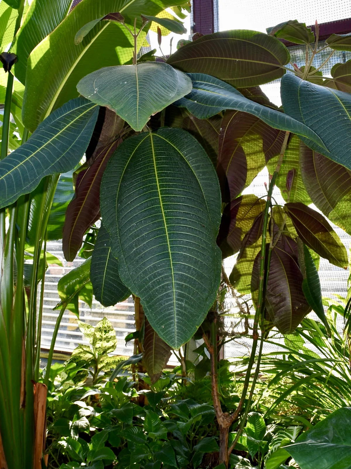 Velvet Tree (Miconia calvescens)