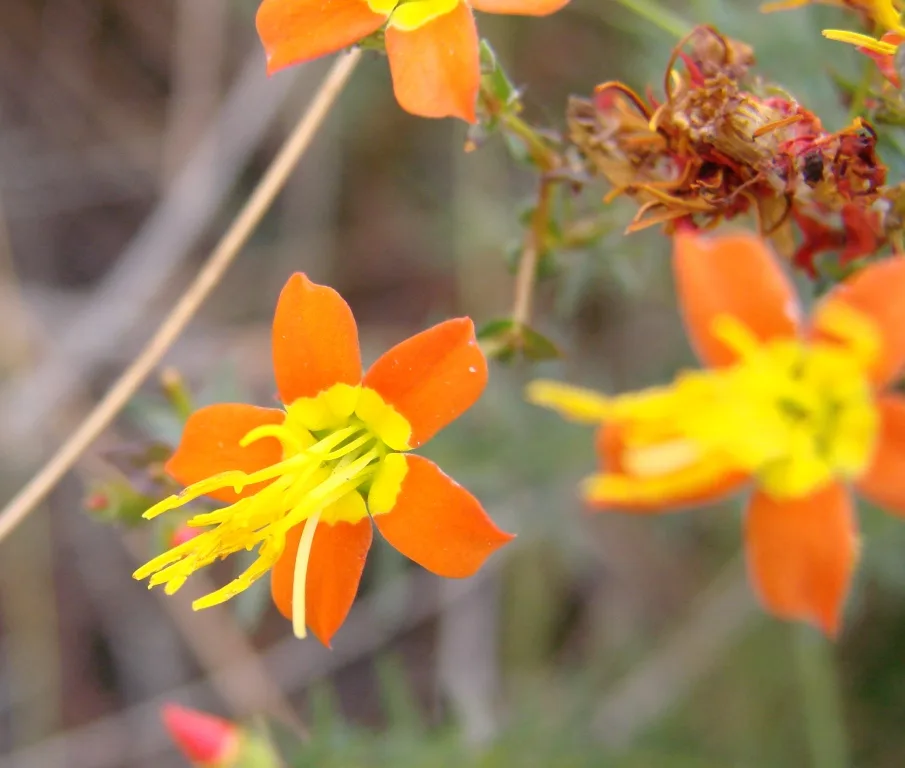 Cambessedesia (Cambessedesia hilariana)