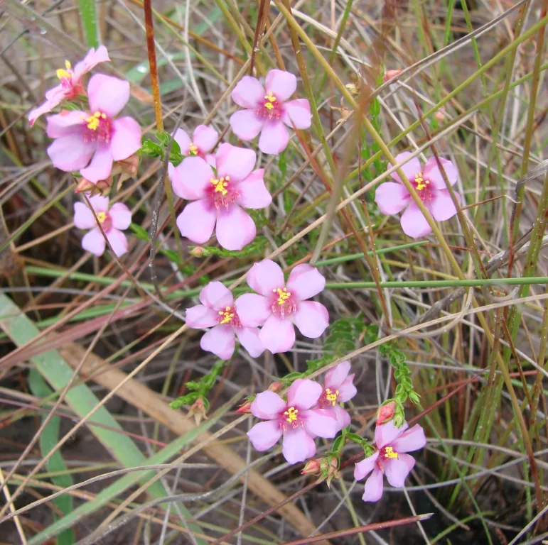 Microlicia (Microlicia fasciculata)