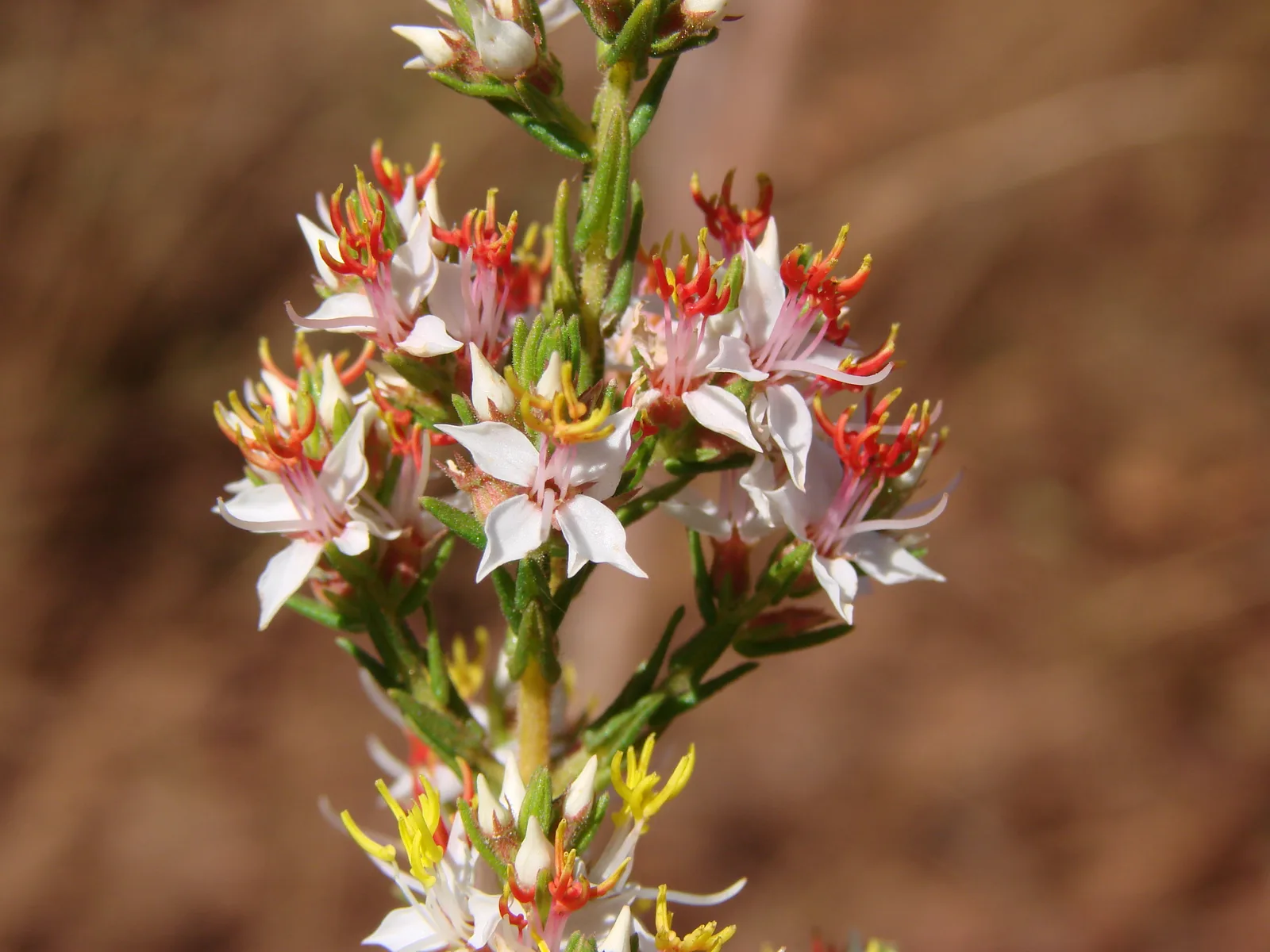 Marcetia (Marcetia taxifolia)