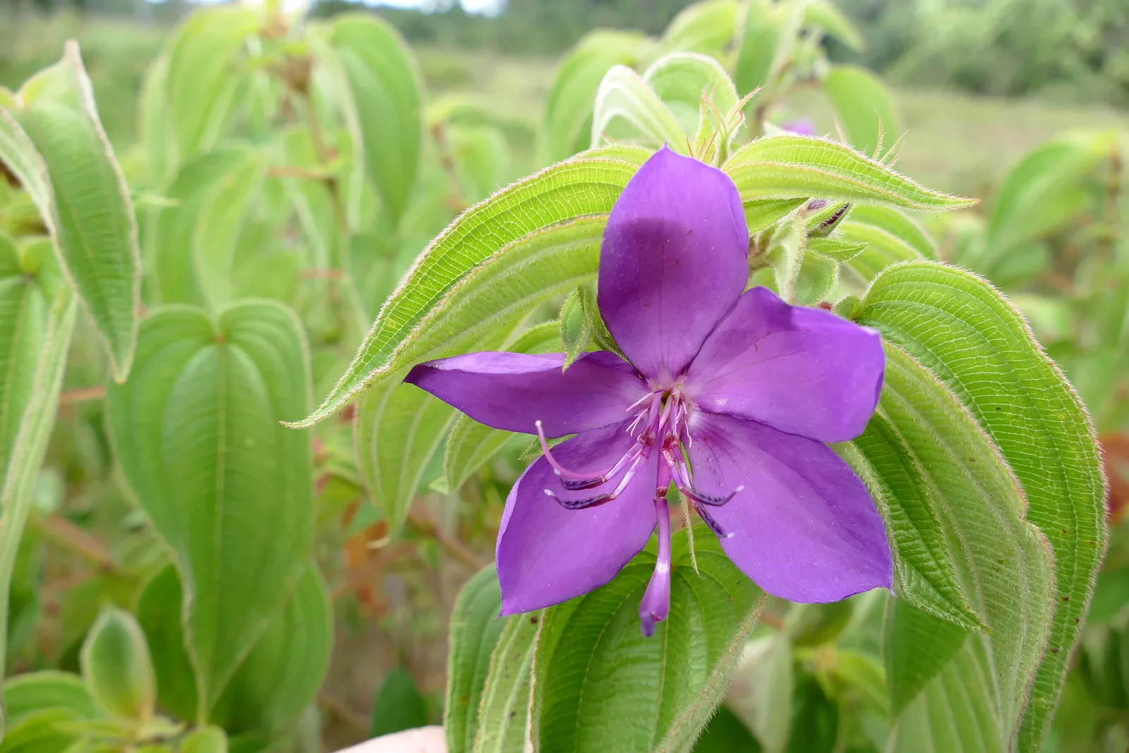 Rhynchanthera