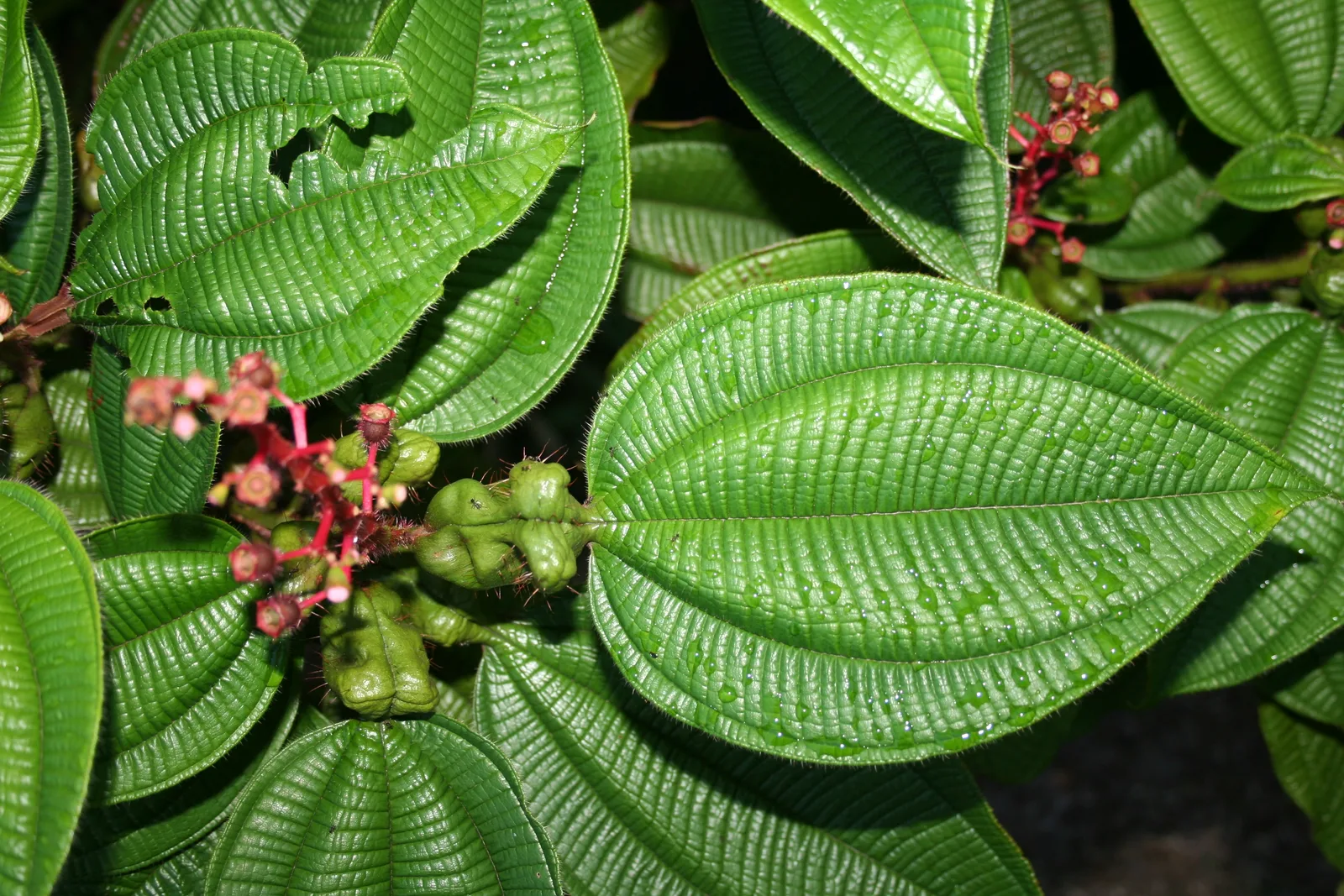 Tococa (Tococa guianensis)