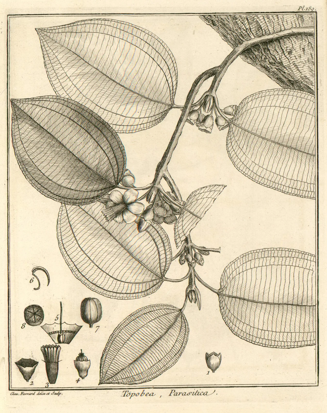 Topobea
