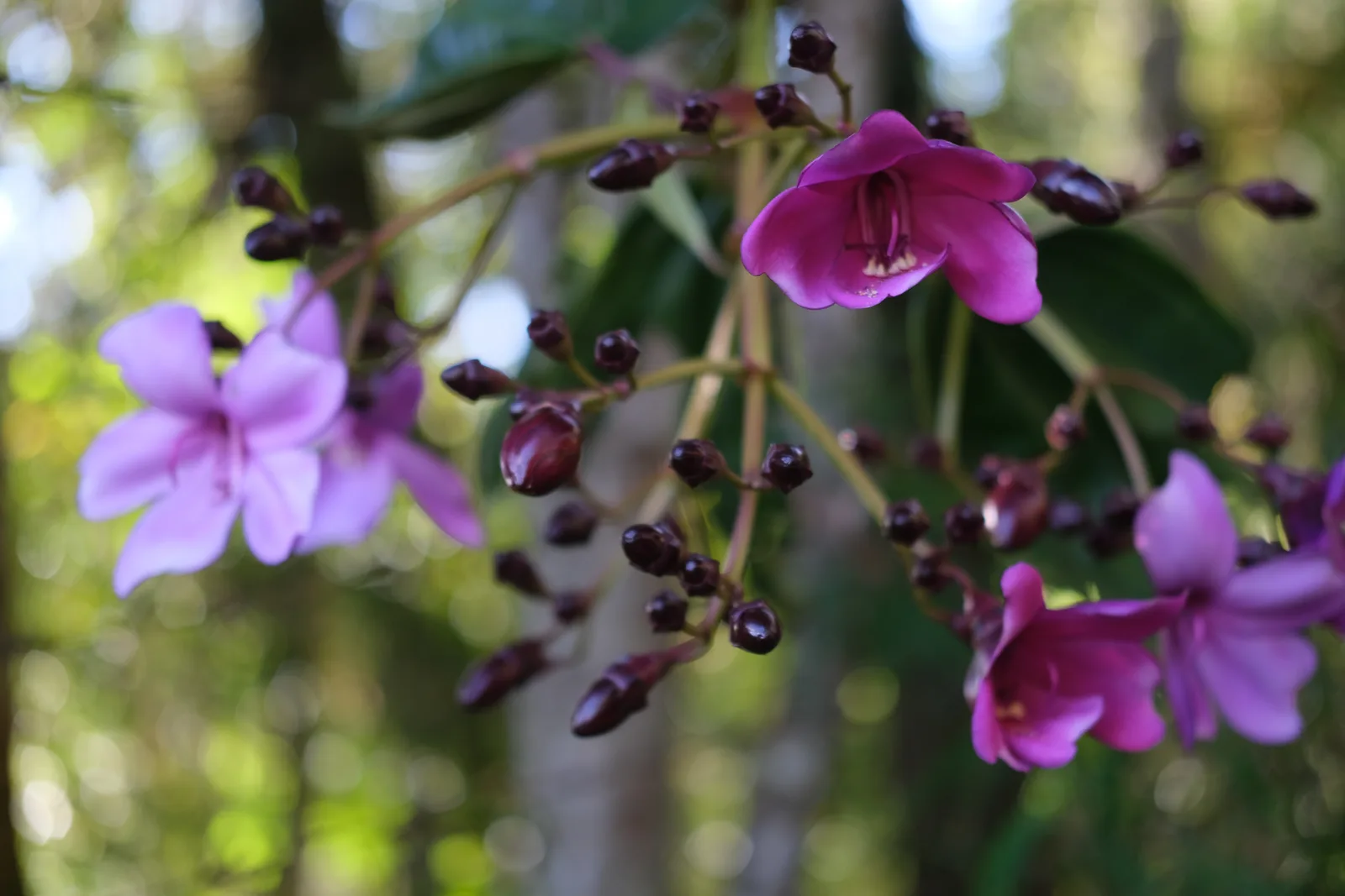 Meriania (Meriania nobilis)