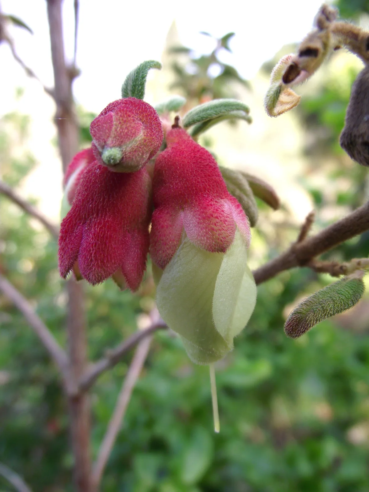 Brachyotum (Brachyotum ledifolium)
