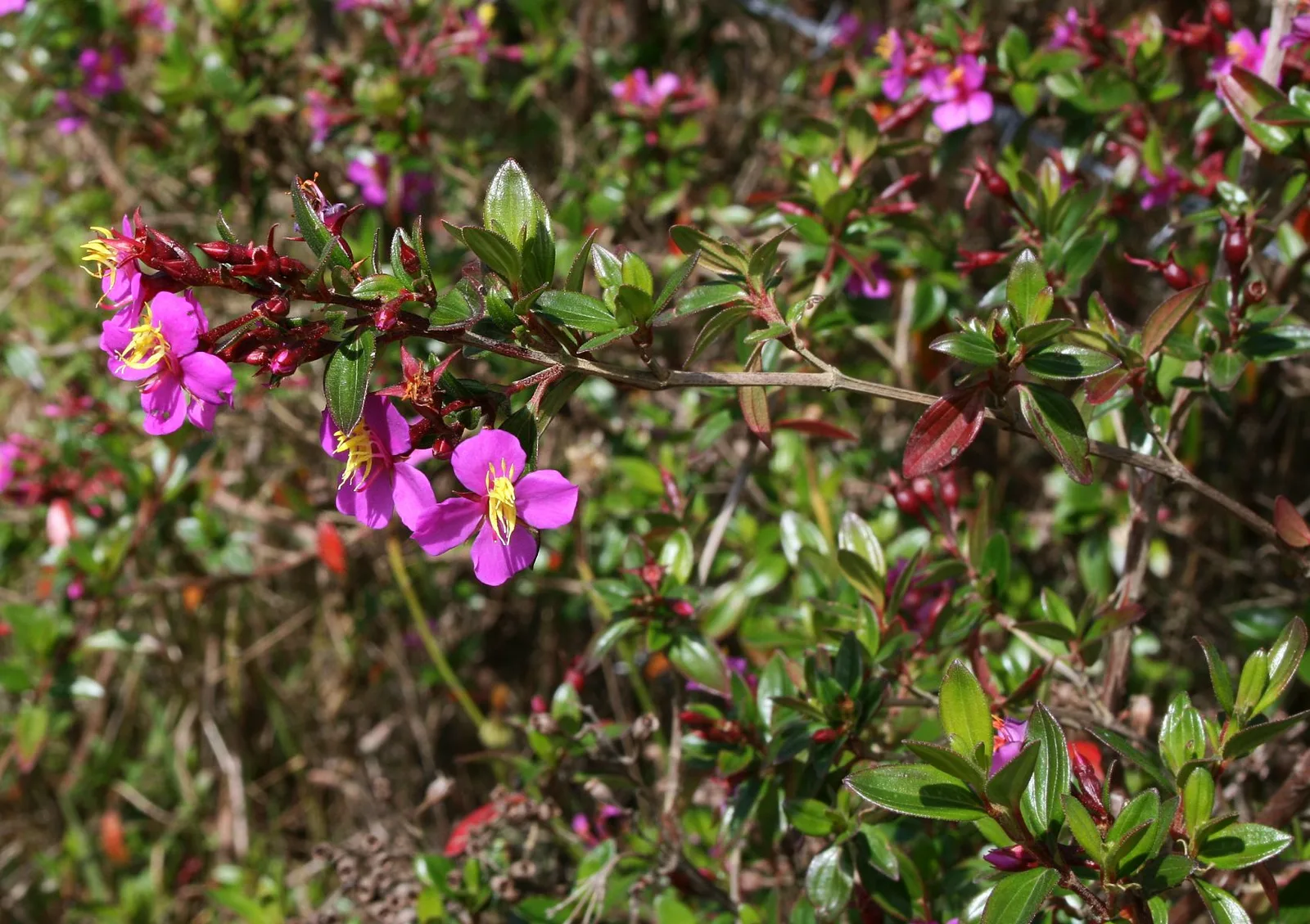 Monochaetum