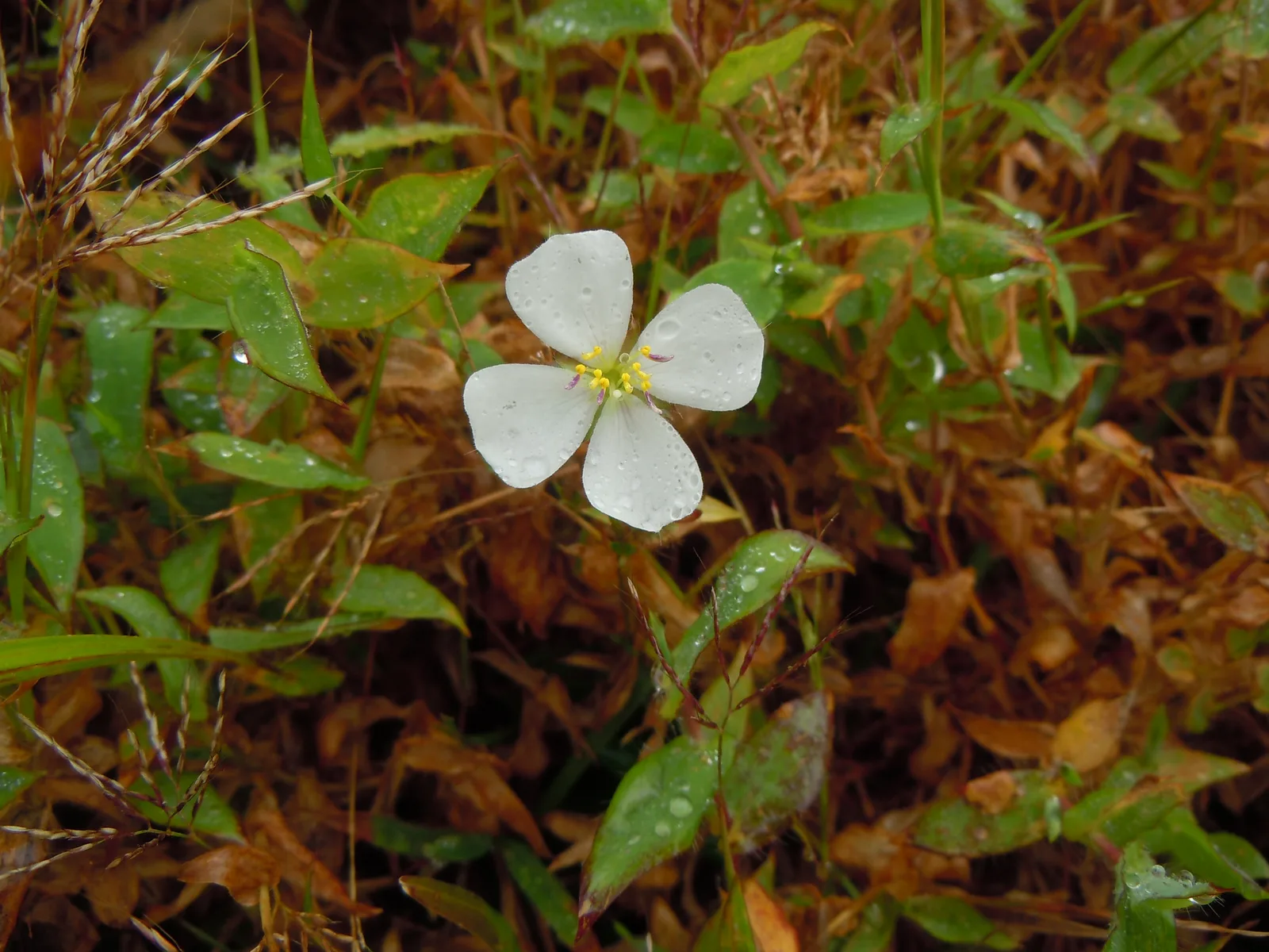 Pterolepis (Pterolepis glomerata)