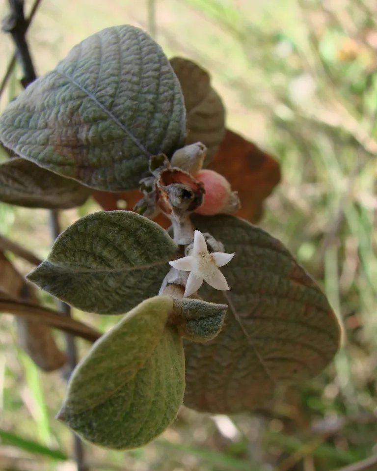 Sabicea (Sabicea brasiliensis)