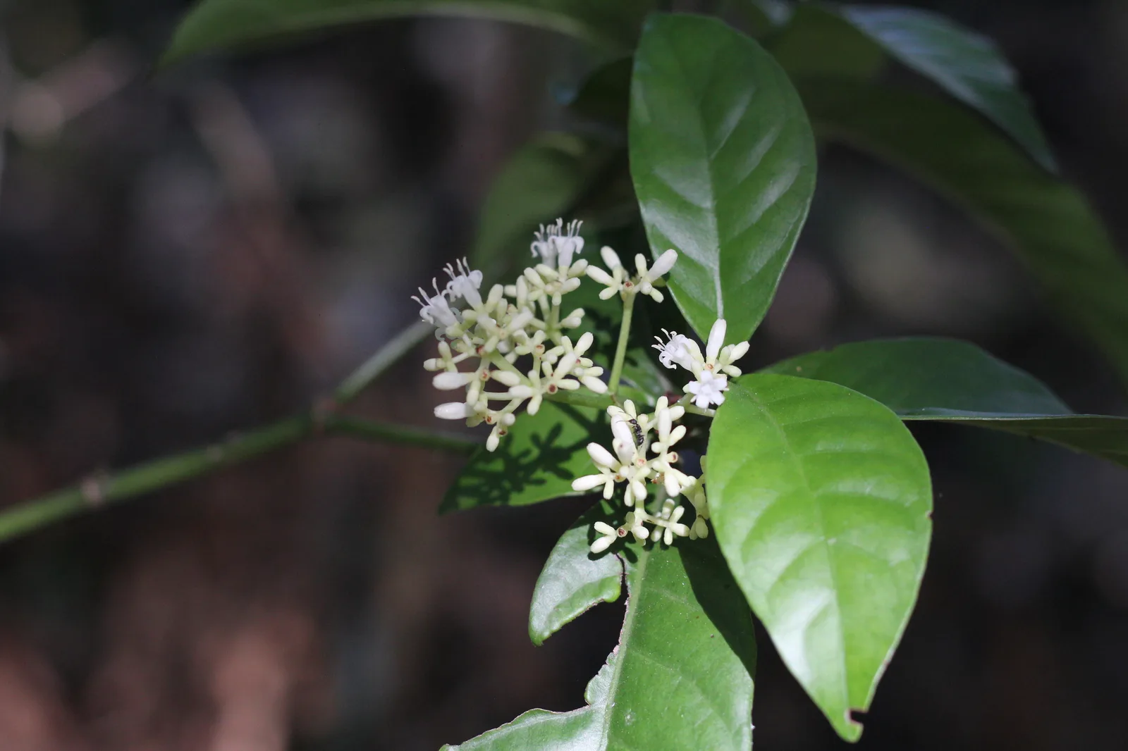 Psychotria Carthagenensis (Psychotria carthagenensis)