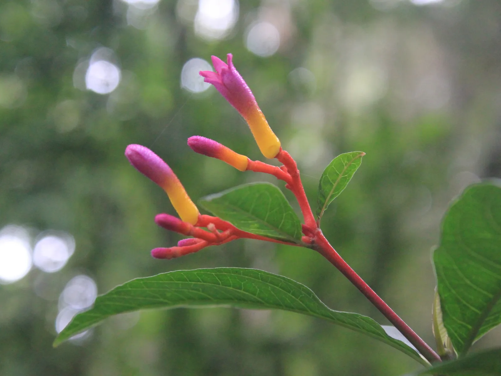 Palicourea (Palicourea marcgravii)