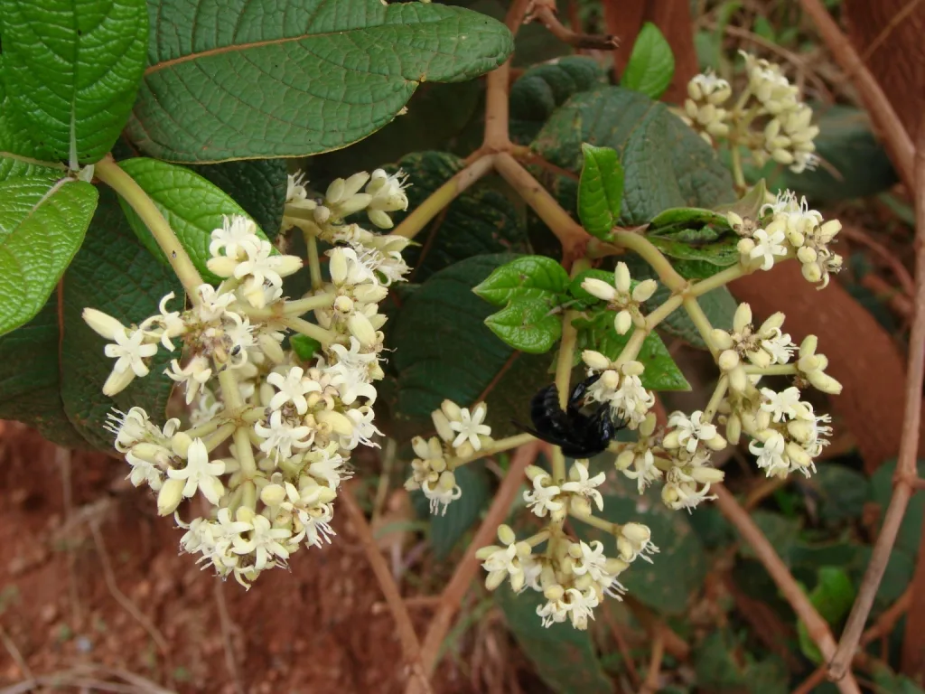 Rudgea (Rudgea viburnoides)