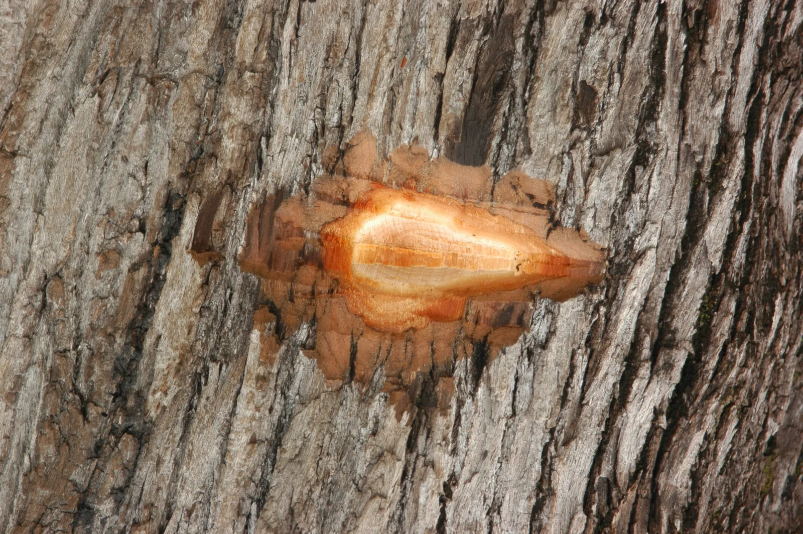 Humiria (Humiria balsamifera)