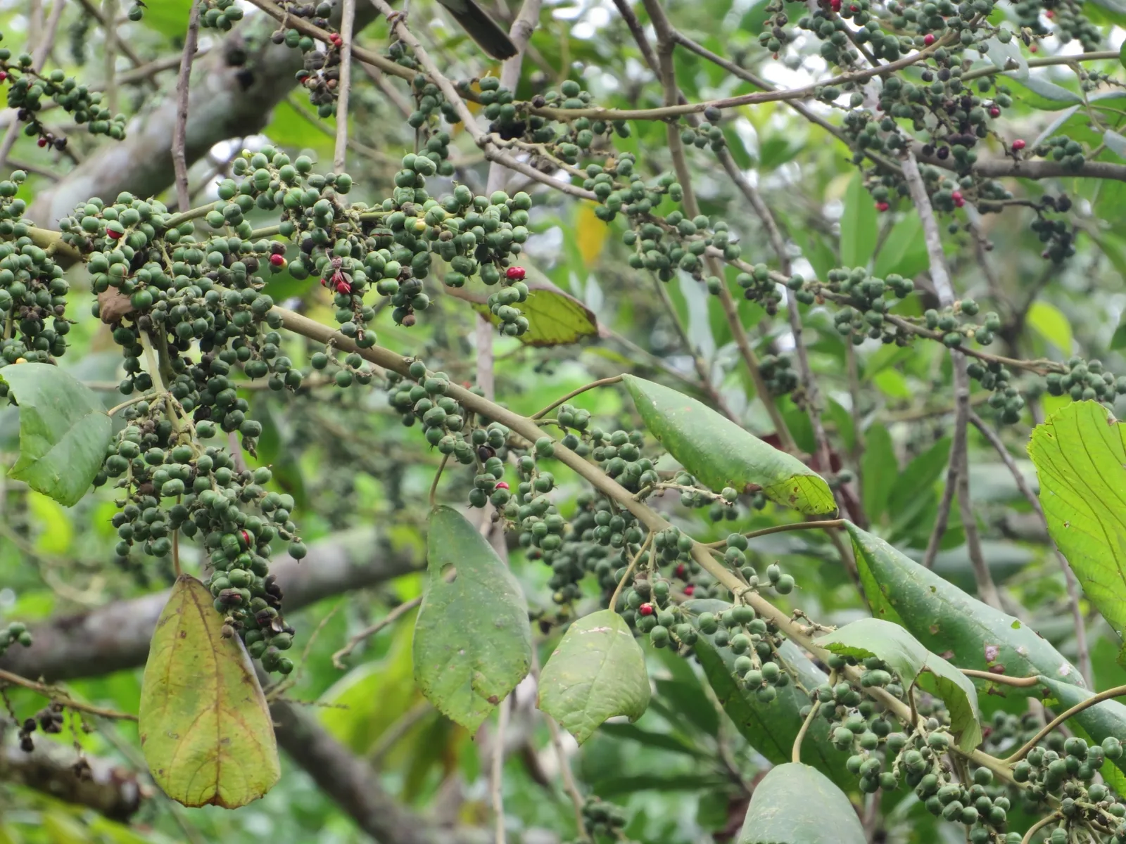 Alchornea (Alchornea glandulosa)