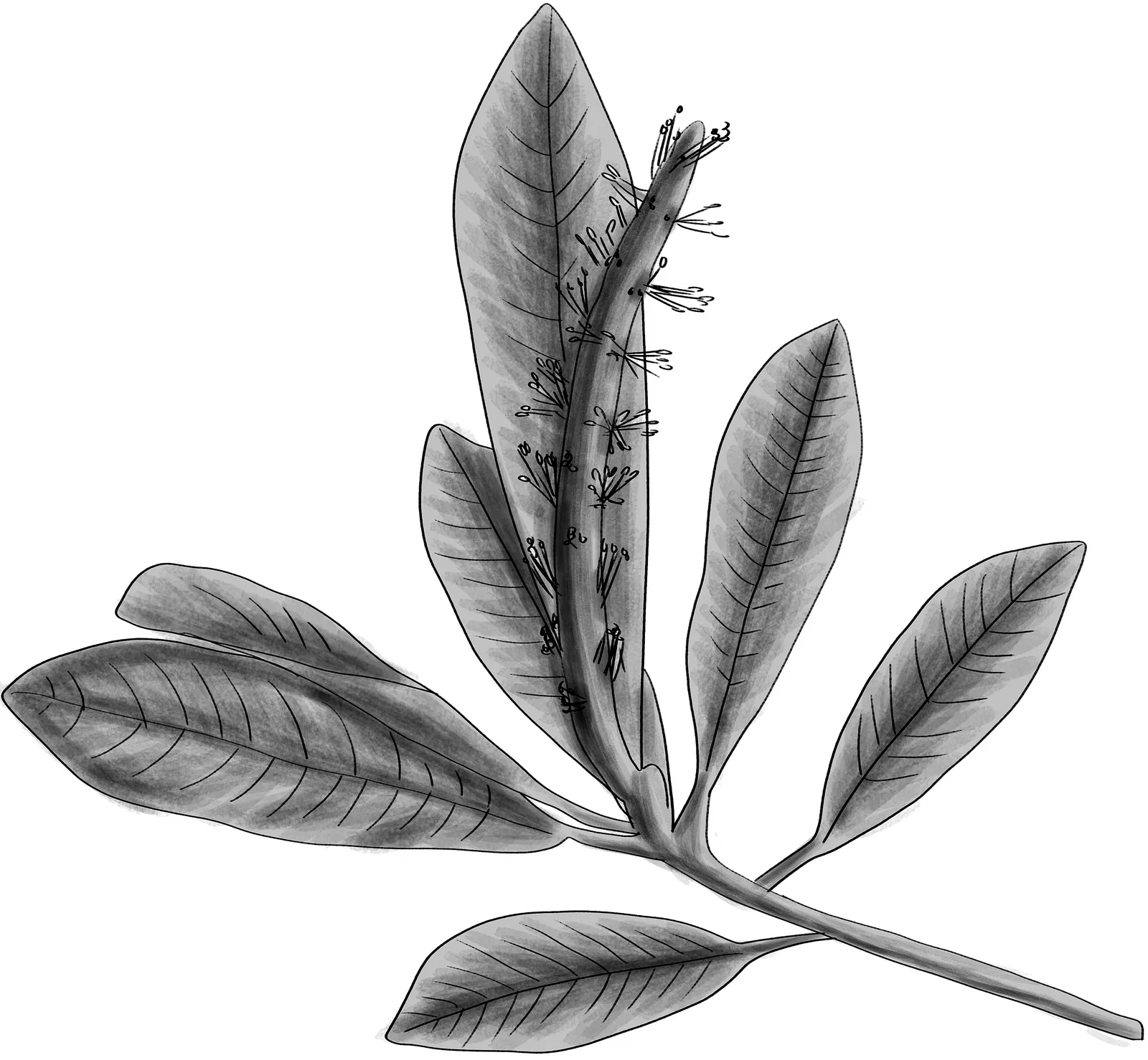 Sapium (Sapium glandulosum)