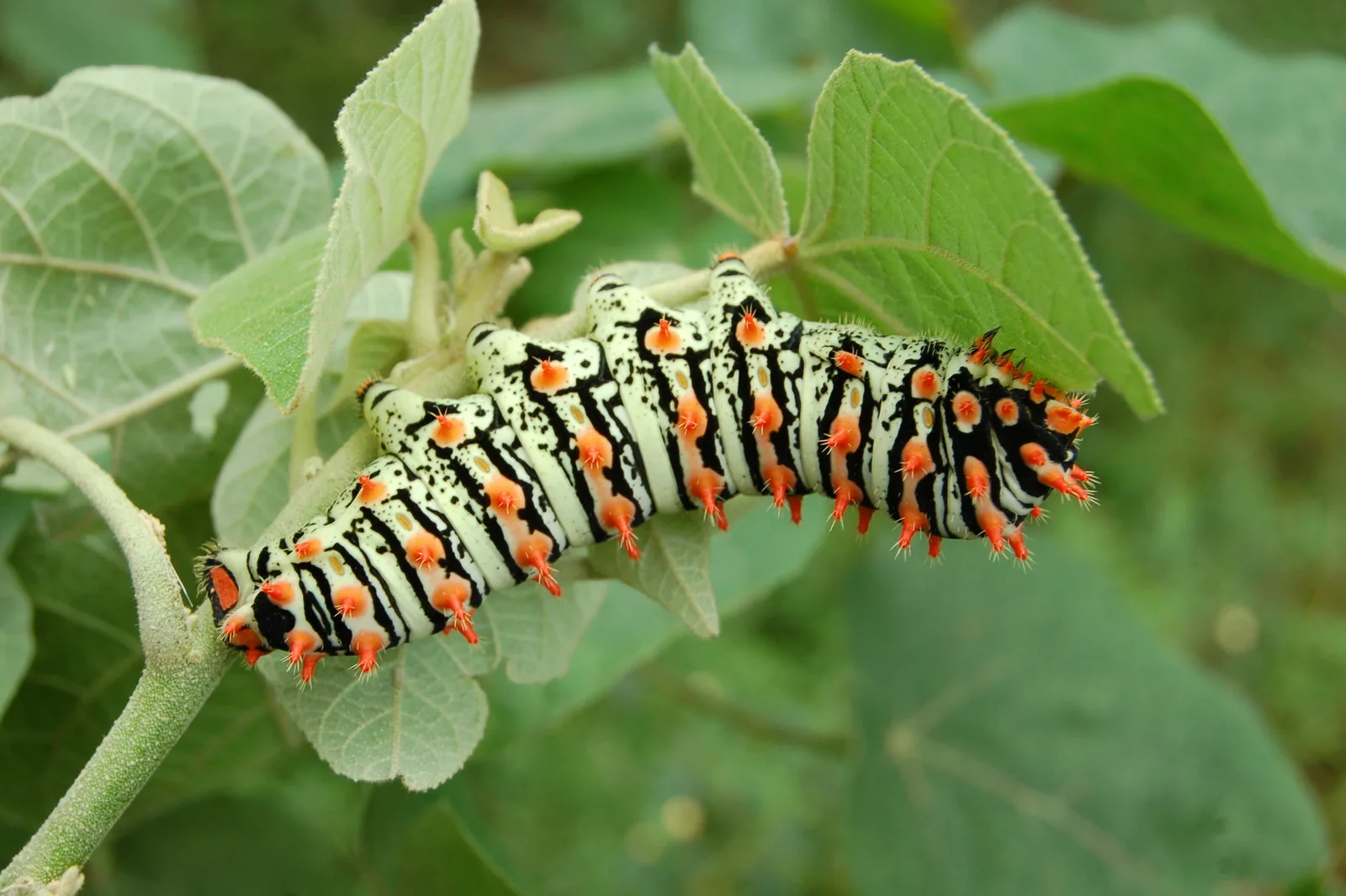 Croton Urucurana (Croton urucurana)