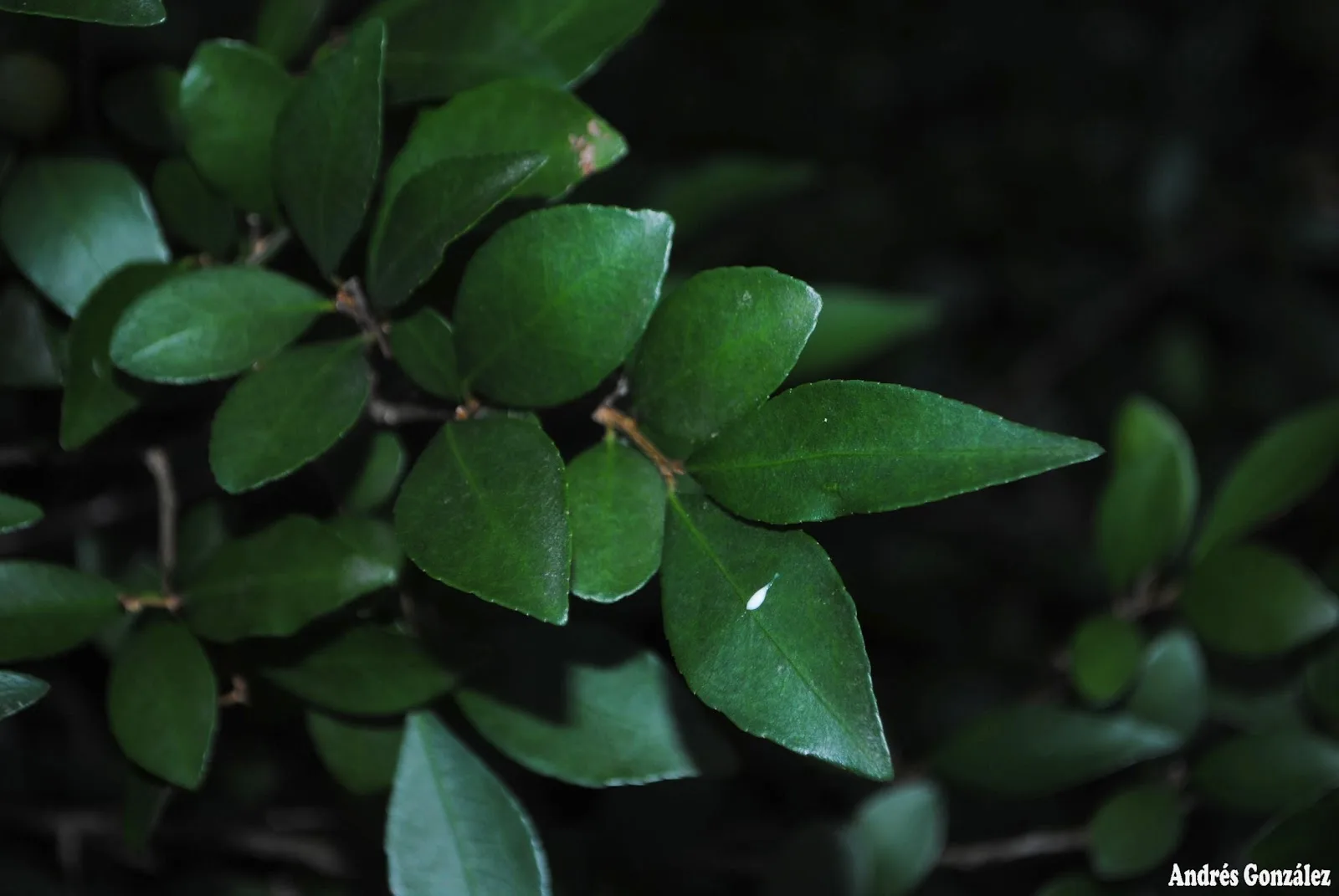 Sebastiania (Sebastiania brasiliensis)