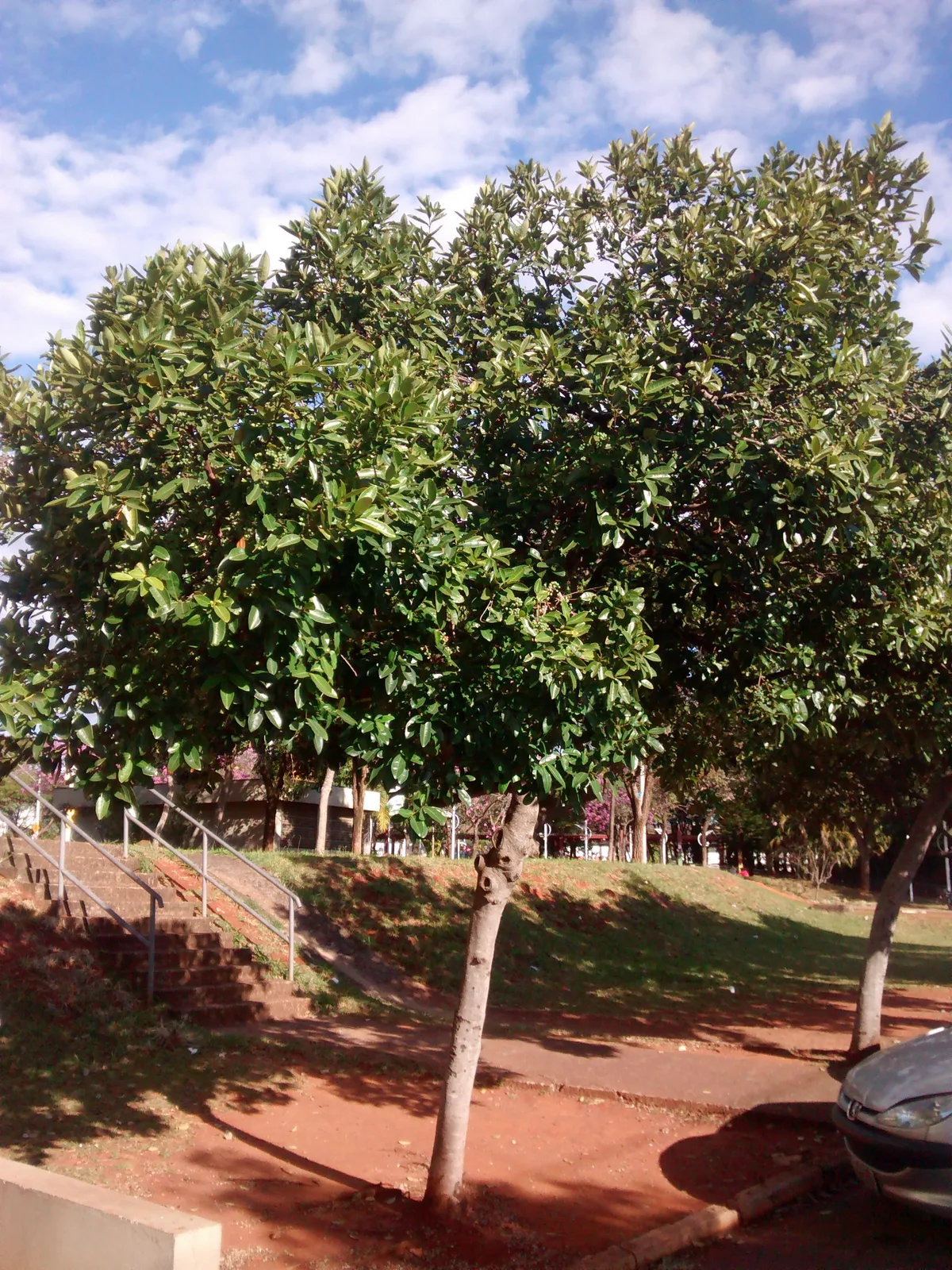 Pera Glabrata (Pera glabrata)