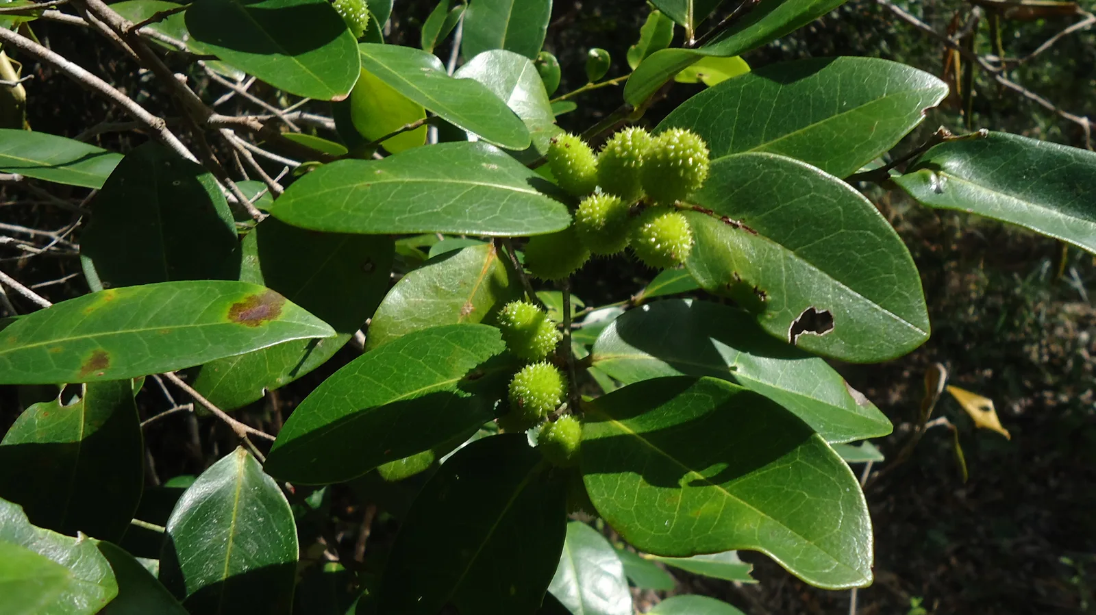 Chaetocarpus (Chaetocarpus echinocarpus)