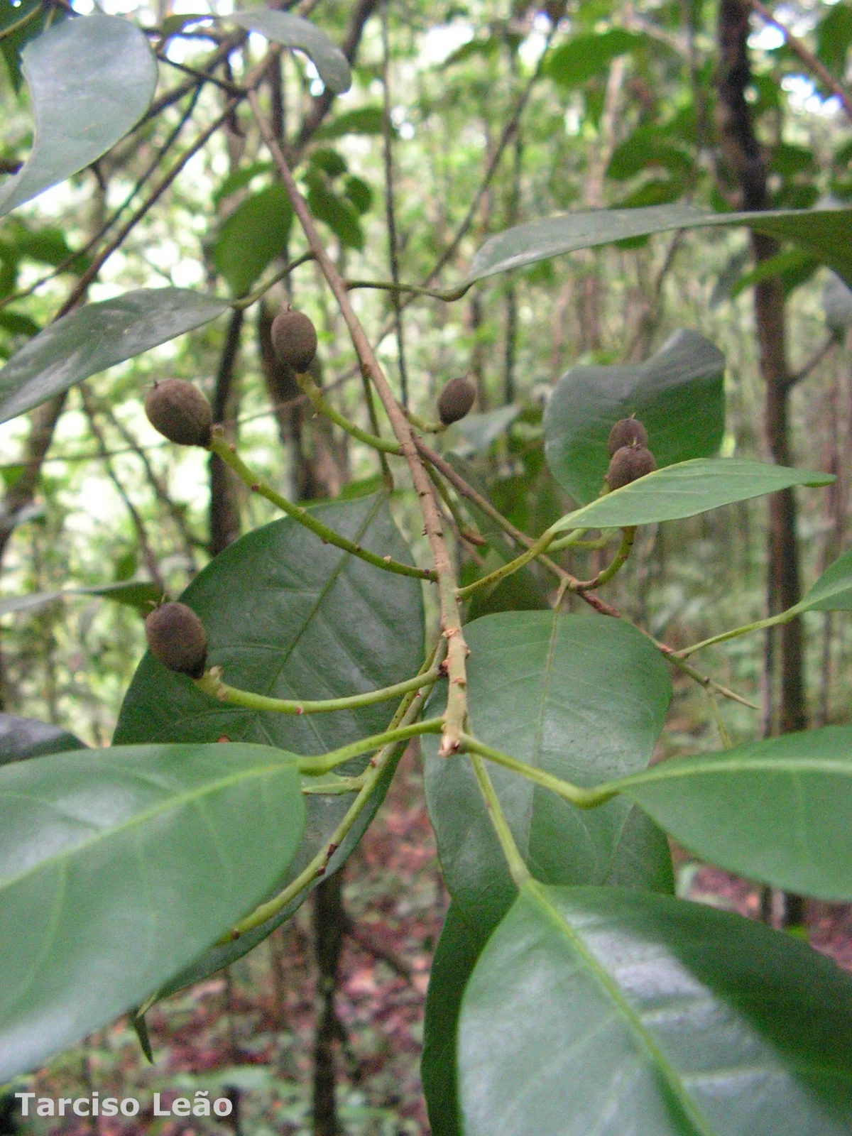 Pogonophora (Pogonophora schomburgkiana)