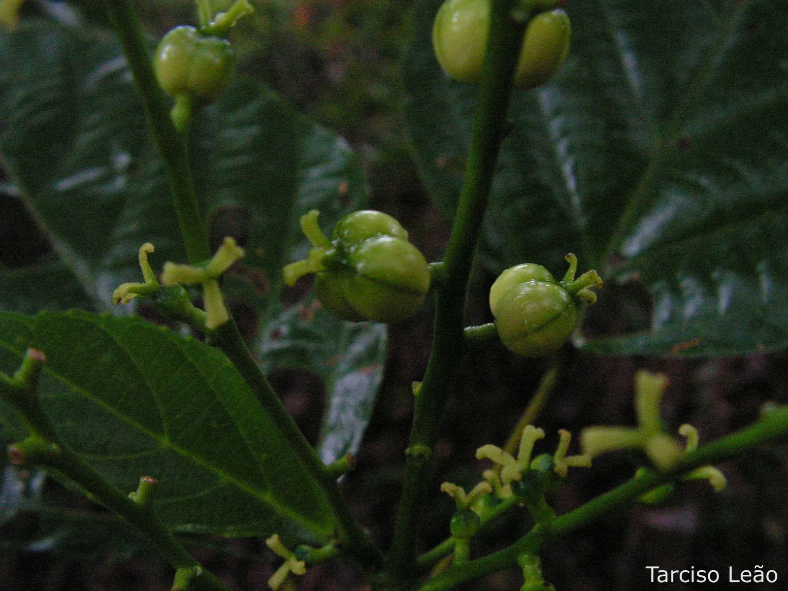 Aparisthmium (Aparisthmium cordatum)