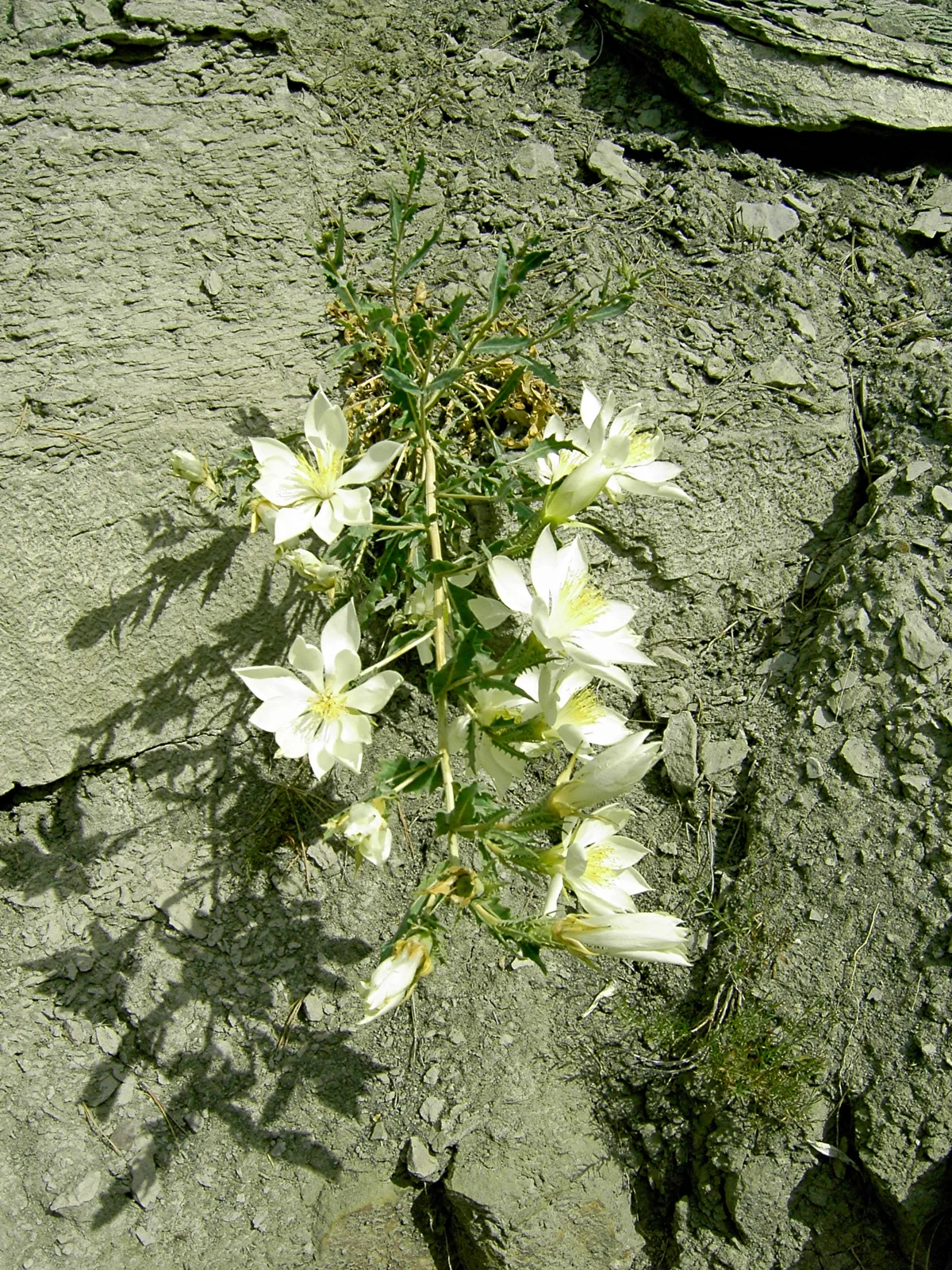 Tenpetal Blazingstar (Mentzelia decapetala)