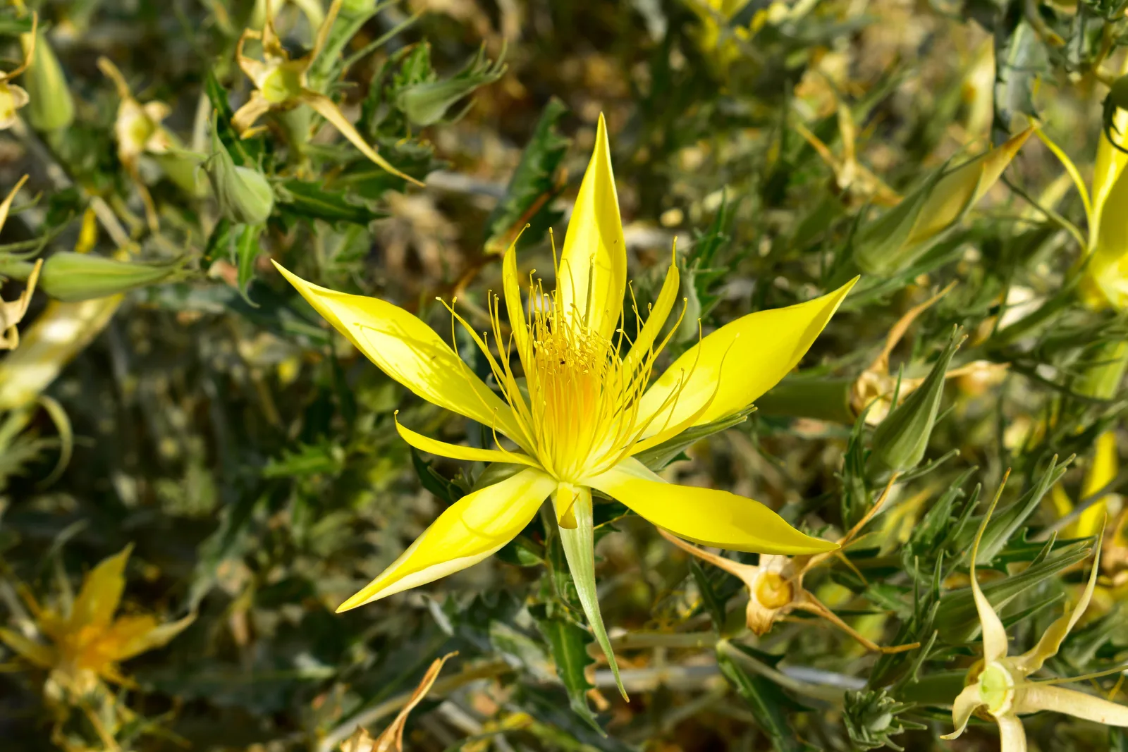 Smoothstem Blazingstar (Mentzelia laevicaulis)