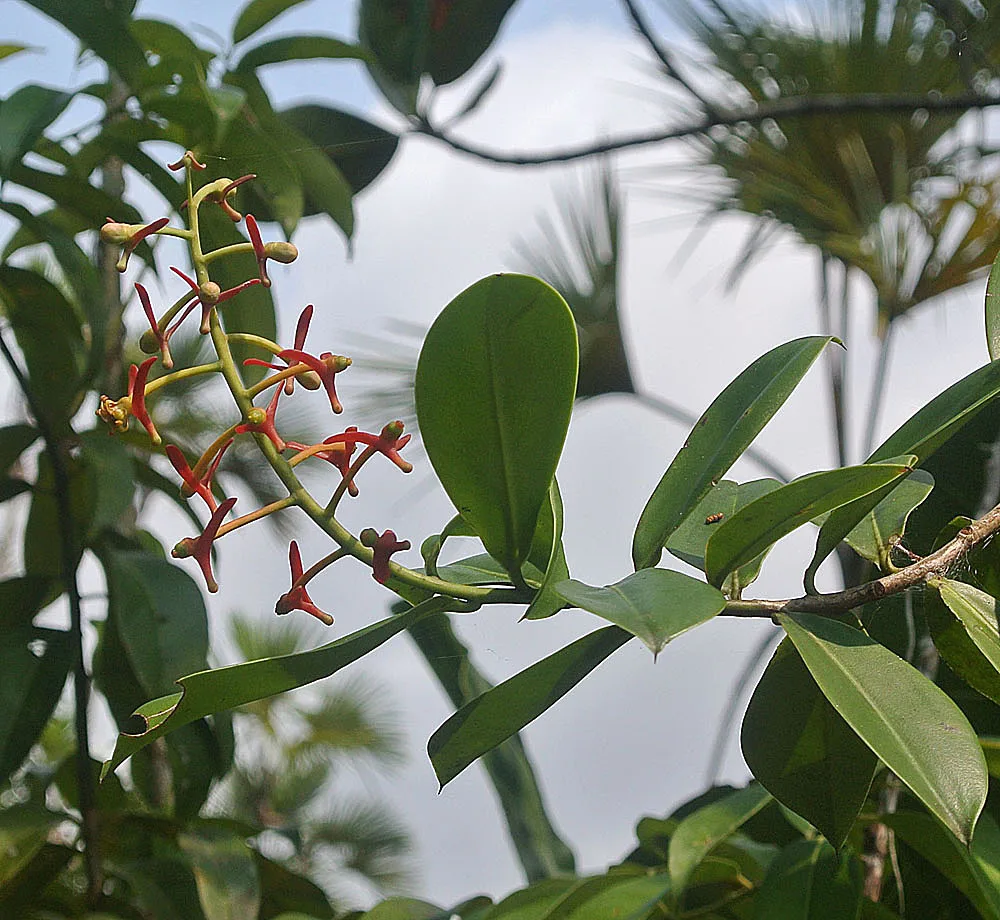 Souroubea (Souroubea guianensis)