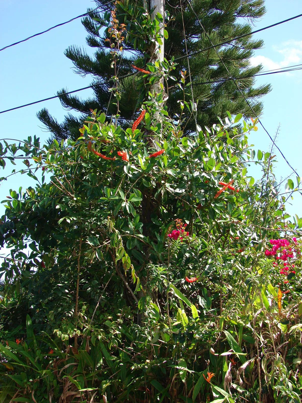 Norantea (Norantea guianensis)