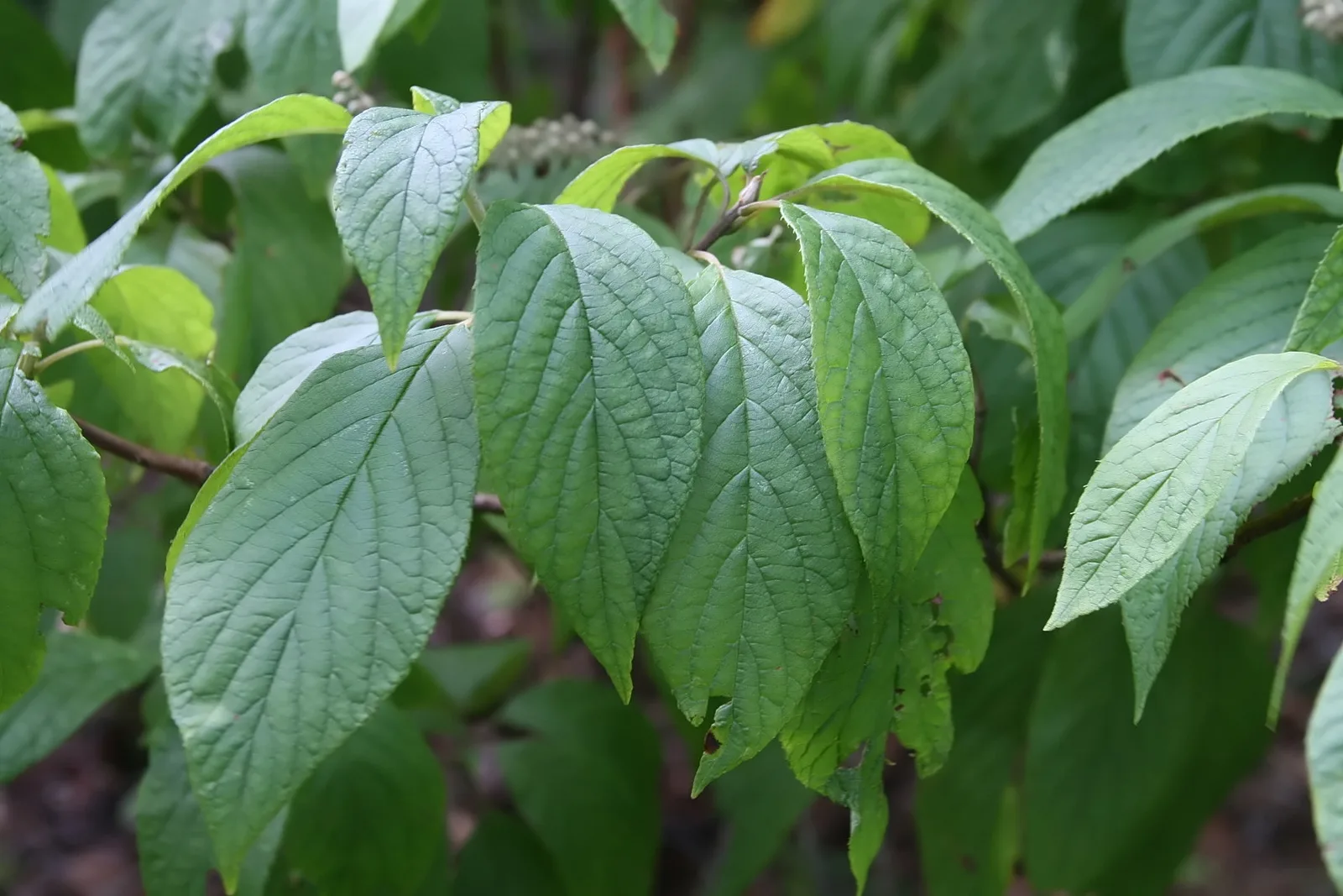 Mountain Sweetpepperbush (Clethra acuminata)