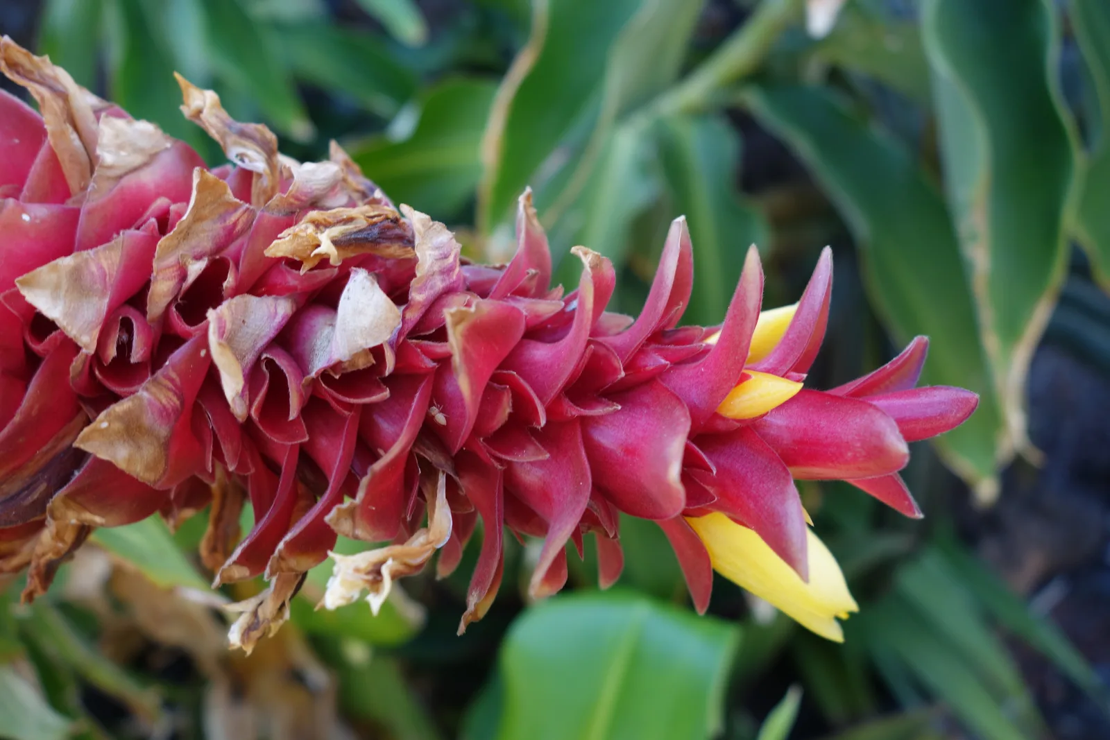 Spiral Ginger (Costus barbatus)