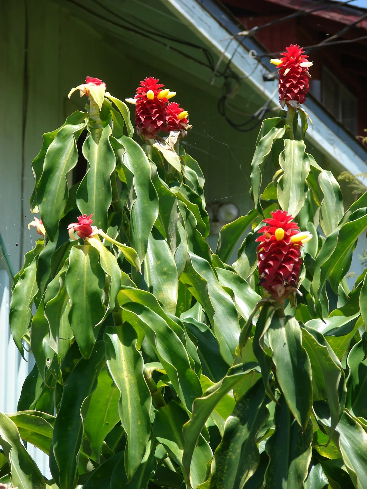 Red Tower Ginger (Costus comosus)