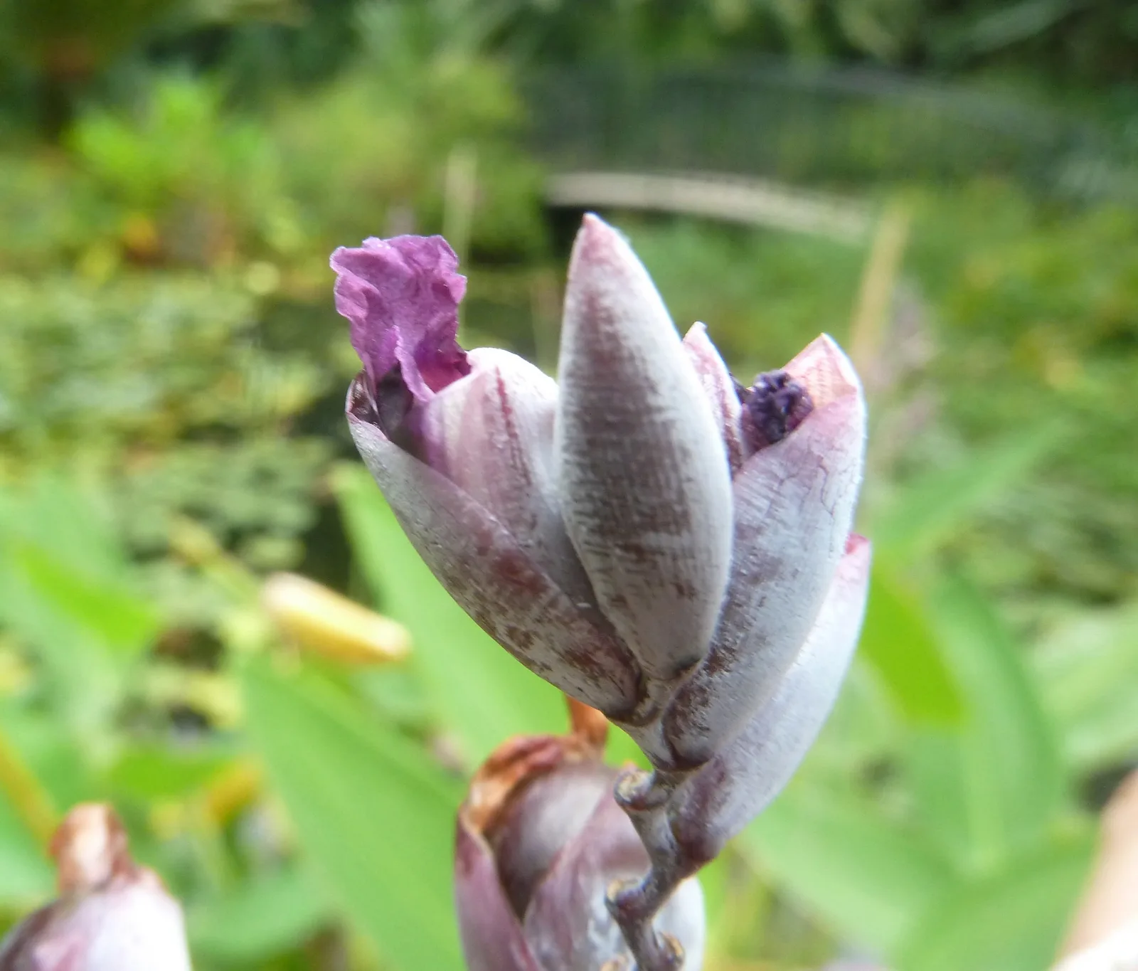 Thalia (Thalia dealbata)