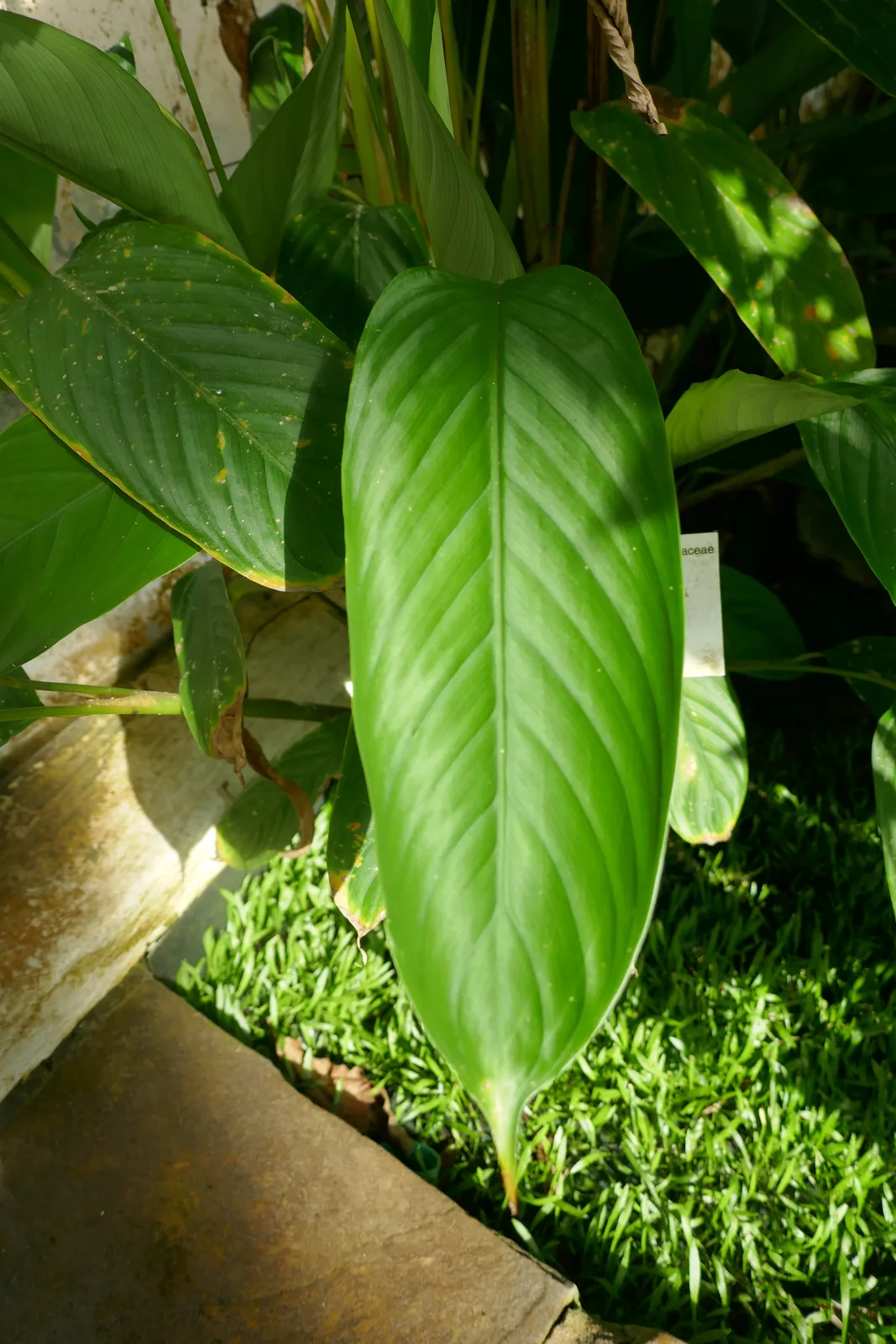 Halopegia