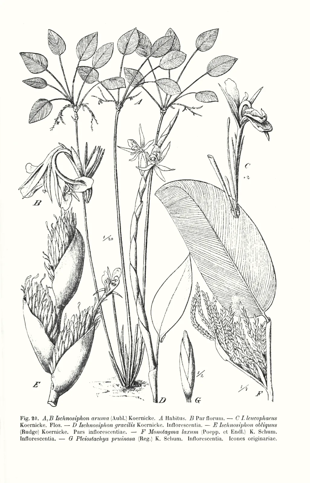 Ischnosiphon