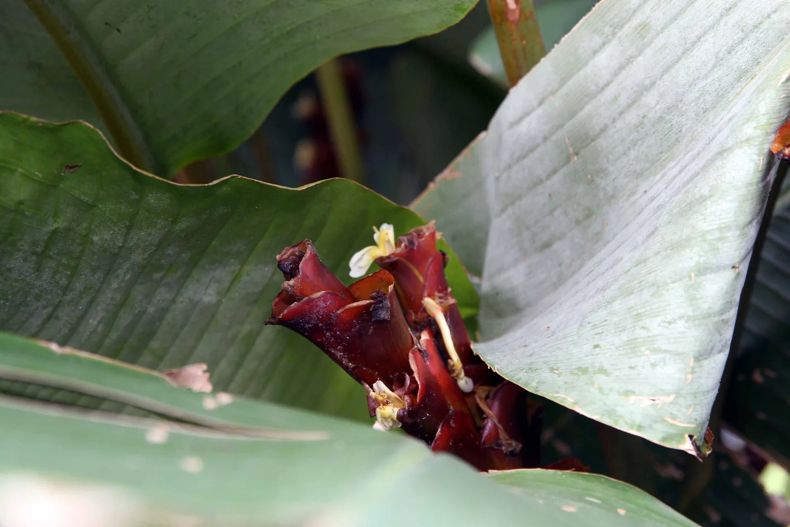 Calathea Lutea