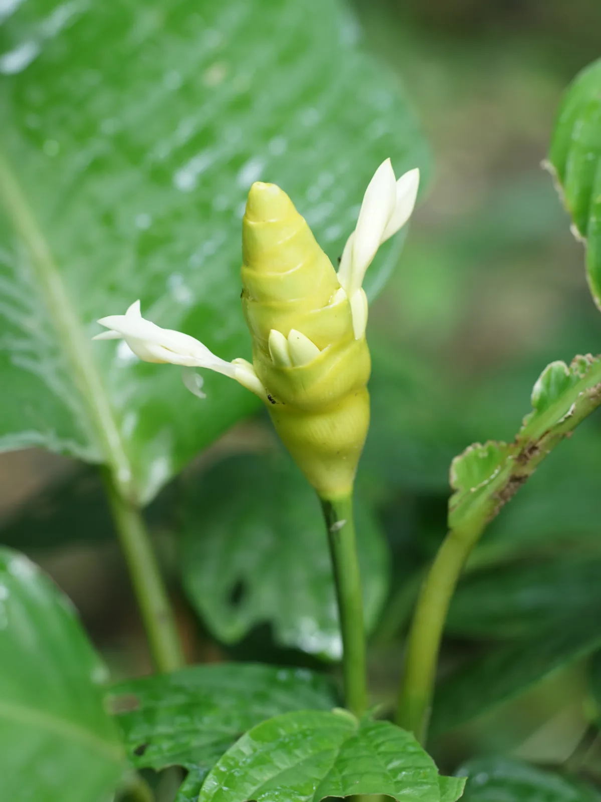 Calathea Marantifolia (Calathea marantifolia)