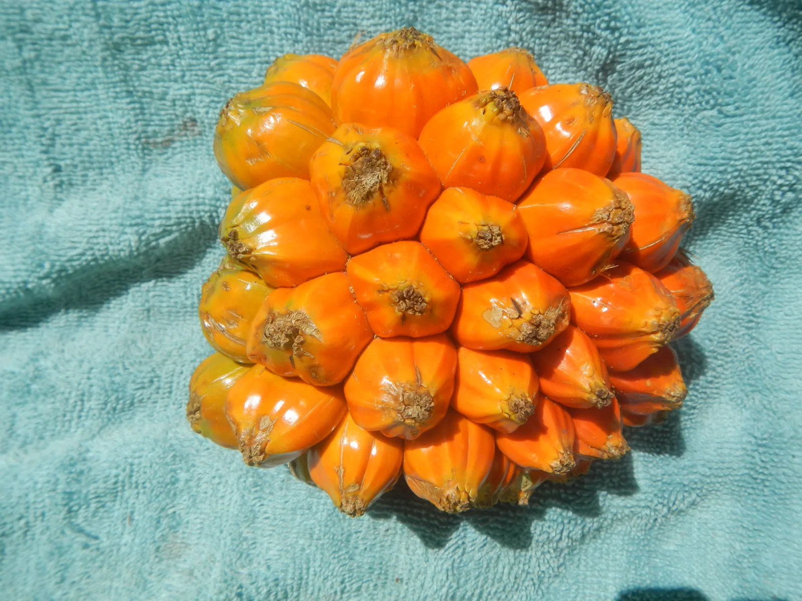 Screw Pine (Pandanus tectorius)