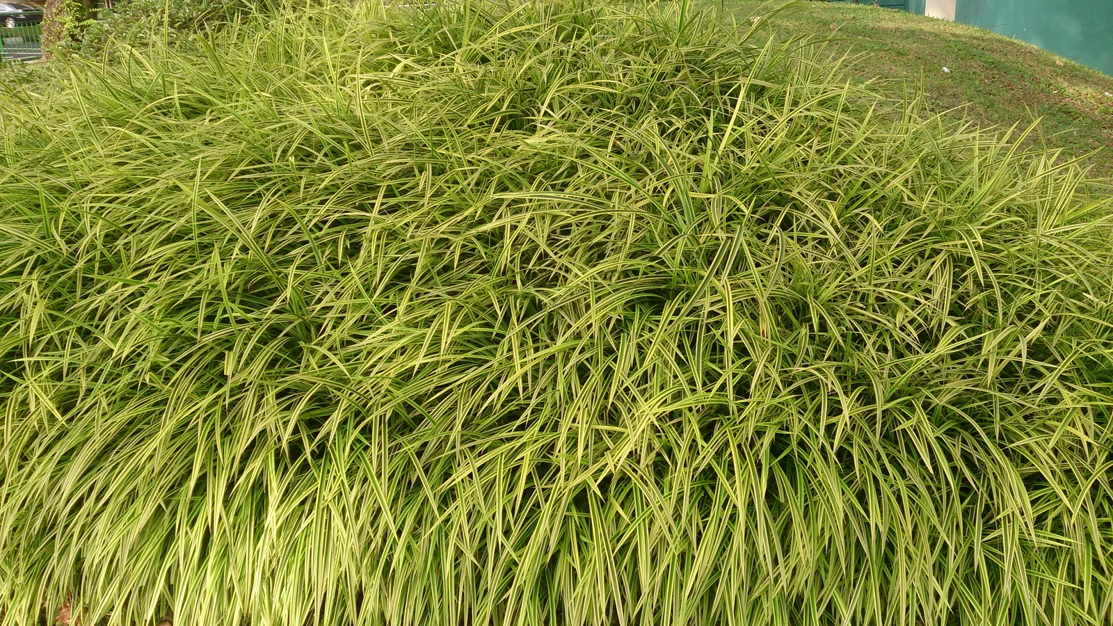Dwarf Pandanus (Pandanus pygmaeus)