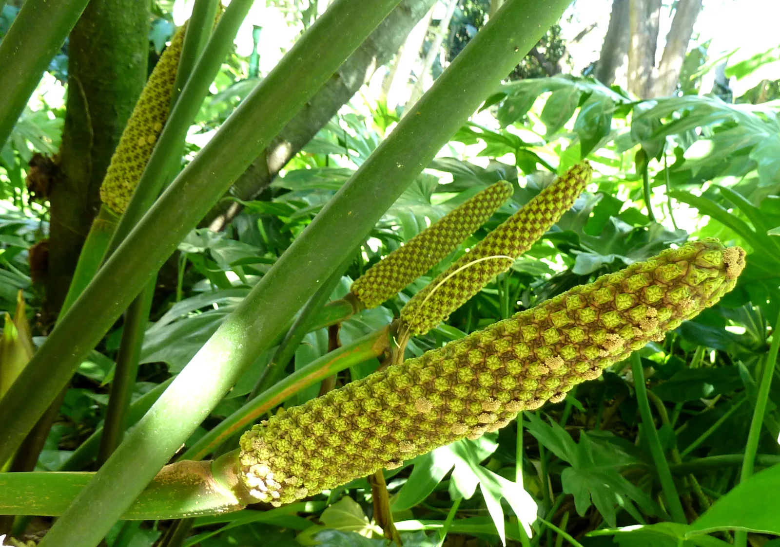 Panama Hat Plant (Carludovica palmata)