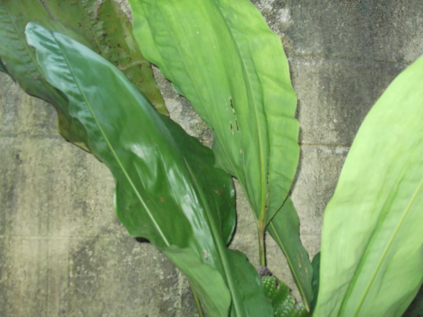 Cyclanthus (Cyclanthus bipartitus)